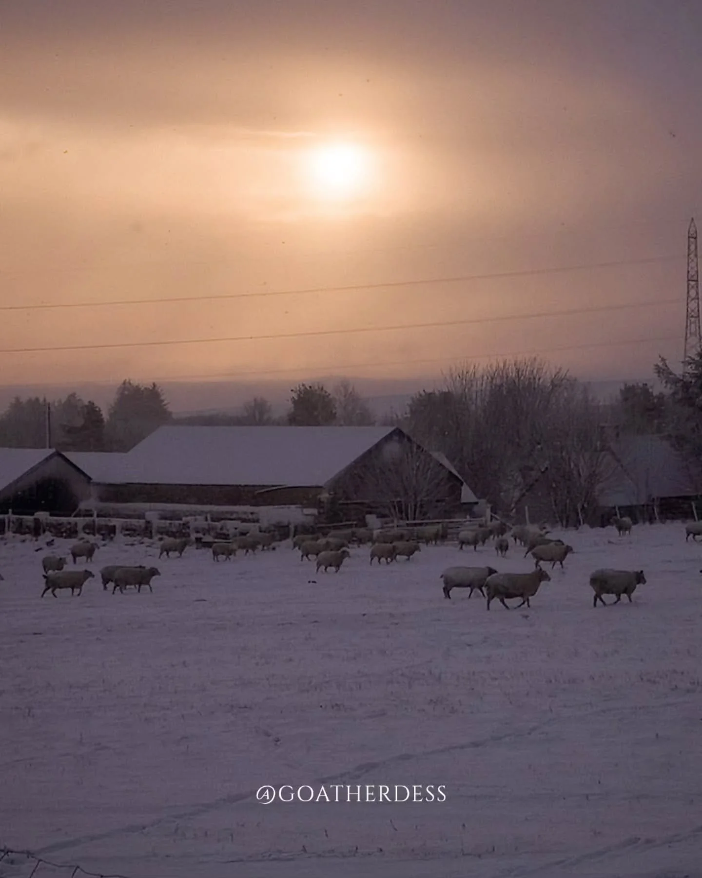 Winter on the farm isn't as "picturesque."

As a guardian of rare breeds, everything depends on you.

Feed has to be dragged through deep snow.
Ice has to be smashed, again and again.
Water freezes as fast as you carry it.

The animals here