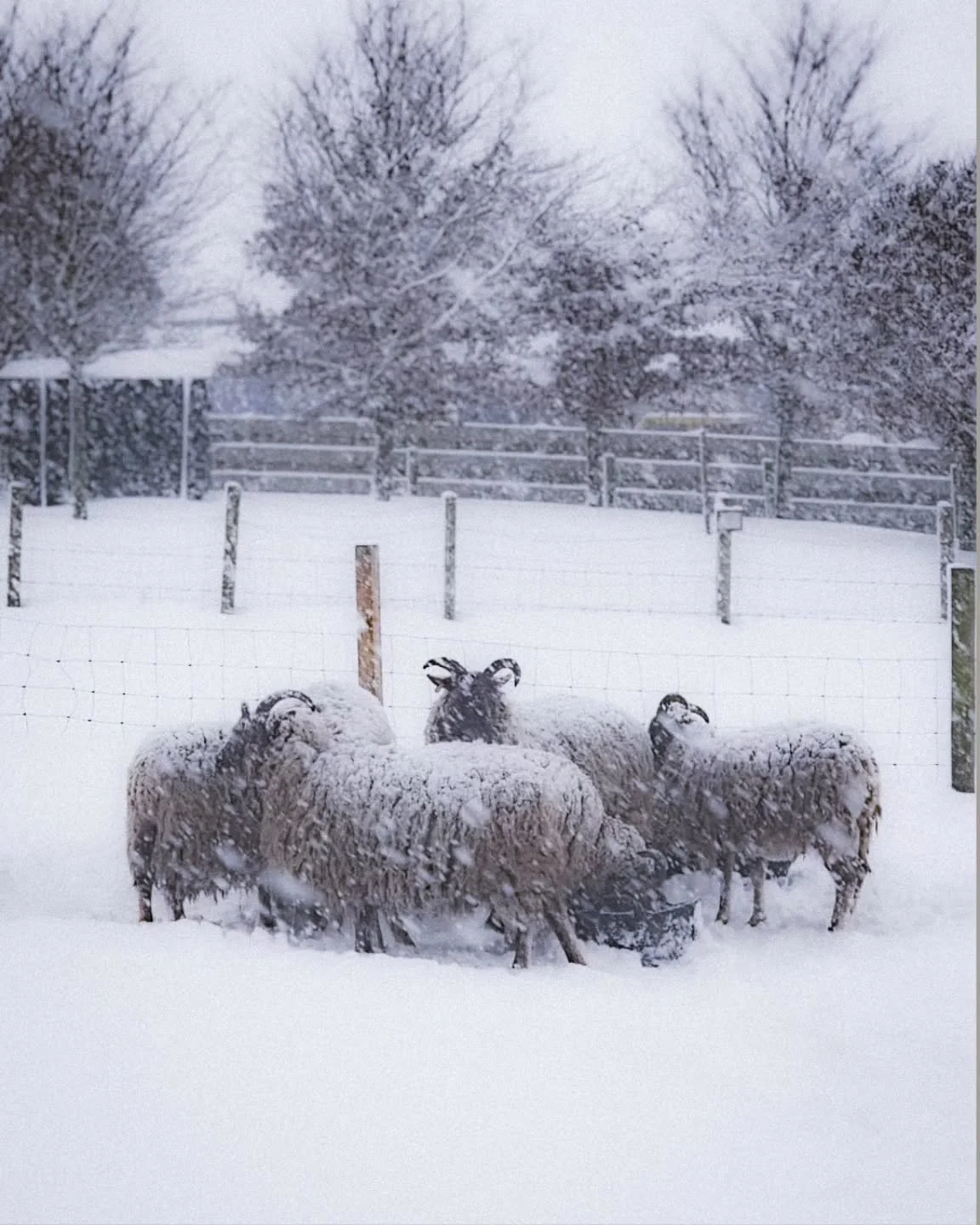 Castlemilks in the Snow.

@castlemilk_moorit_sheep 

#WinterInTheHighlands #snowscene #farmlife #castlemilkmoorit #rarebreeeds