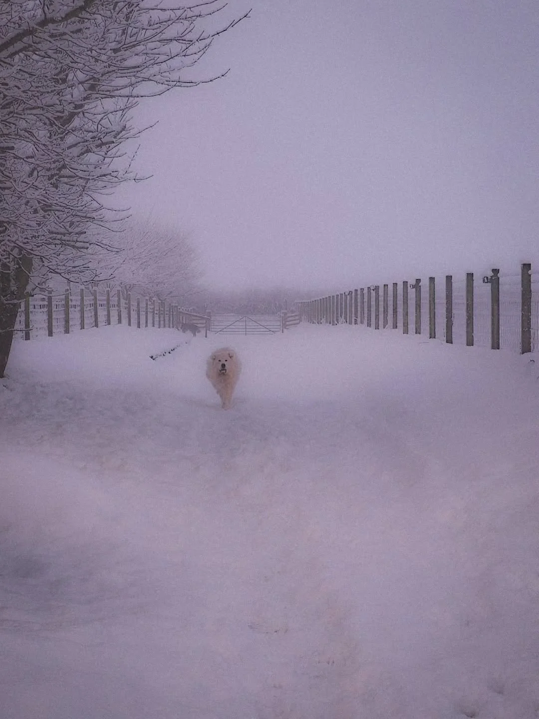Polar Bear or Pyrenean?

Erik, taking a snow day last week on the farm.

#snowday #winteronthefarm #snowdrifts #pyreneanmountaindog #farmroad