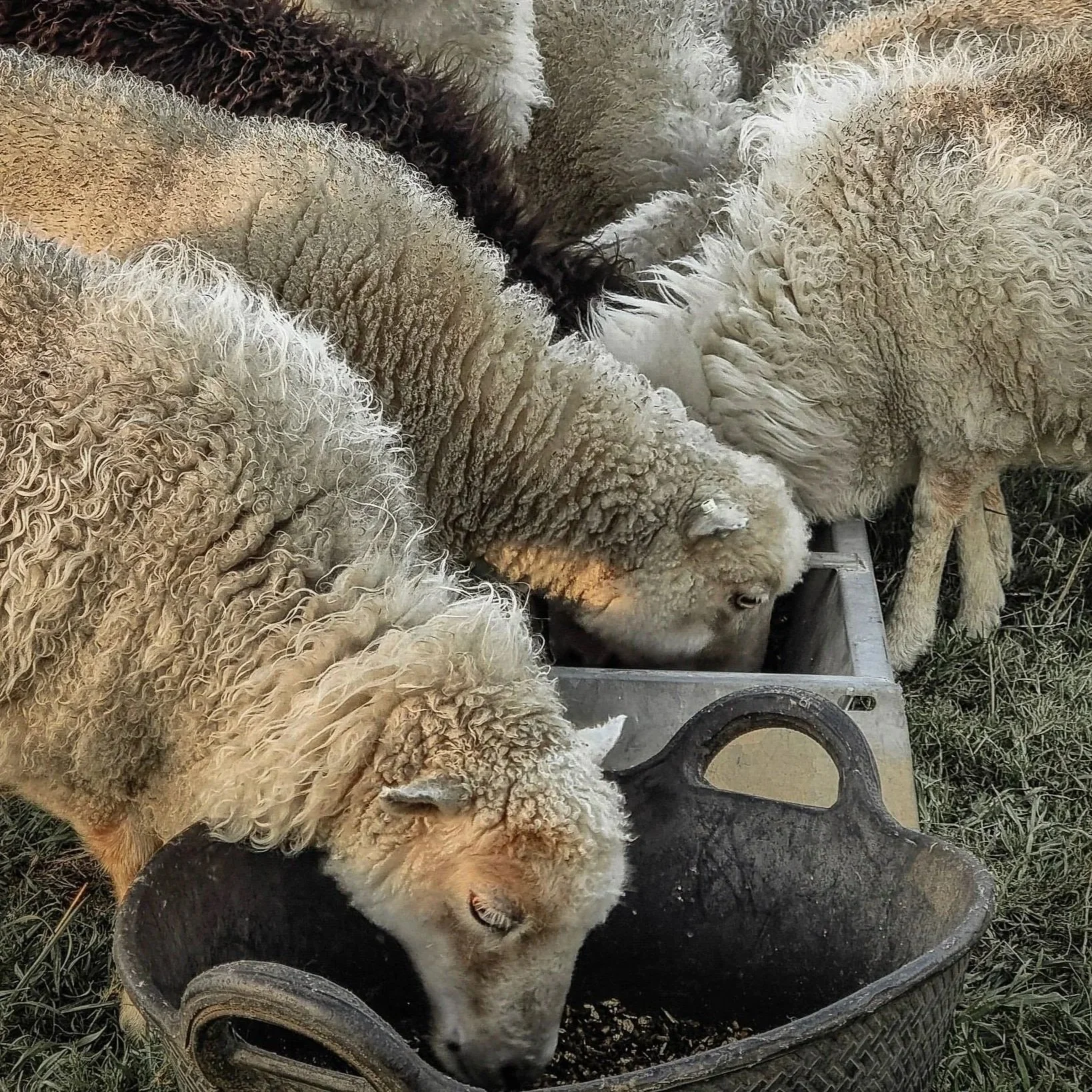 Mohair vs Wool:  What’s the Difference - and Why It Matters