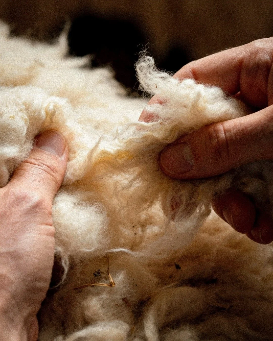 There is something quietly irresistible about this moment.
Fingers sinking into fleece.  A gift from my flocks.

That gentle pull &mdash; soft resistance, then release &mdash; like popping bubble wrap, but slower&hellip; kinder&hellip; warmer.

Raw w