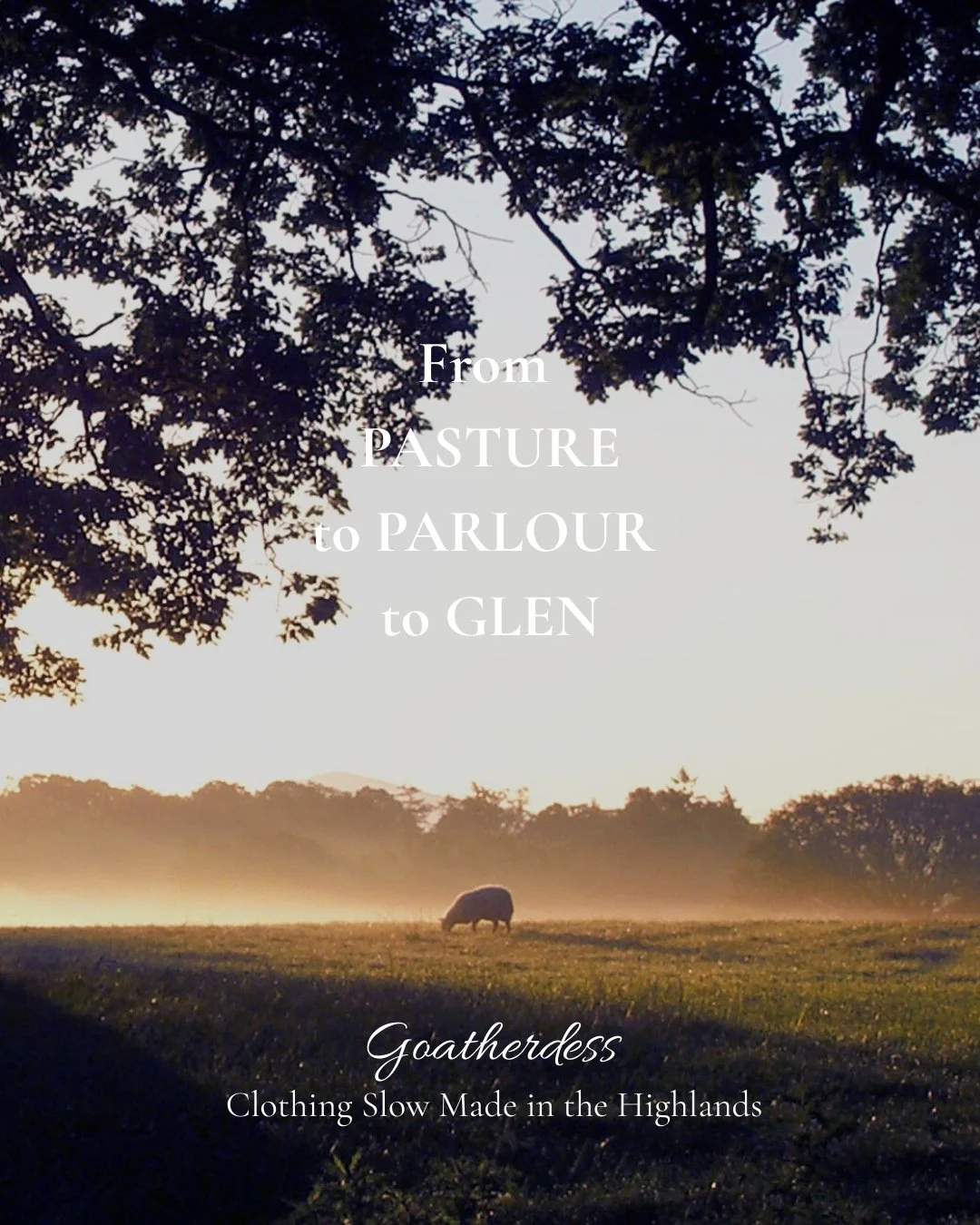 Every garment begins here.
In morning mist, quiet grazing, and rare breed flocks living as they always have &mdash; slowly, naturally, respectfully.

From Pasture to Parlour to Glen.

#CircularityofCraft #SlowFashionUK #CountrysideStyle
#SheepGrazing