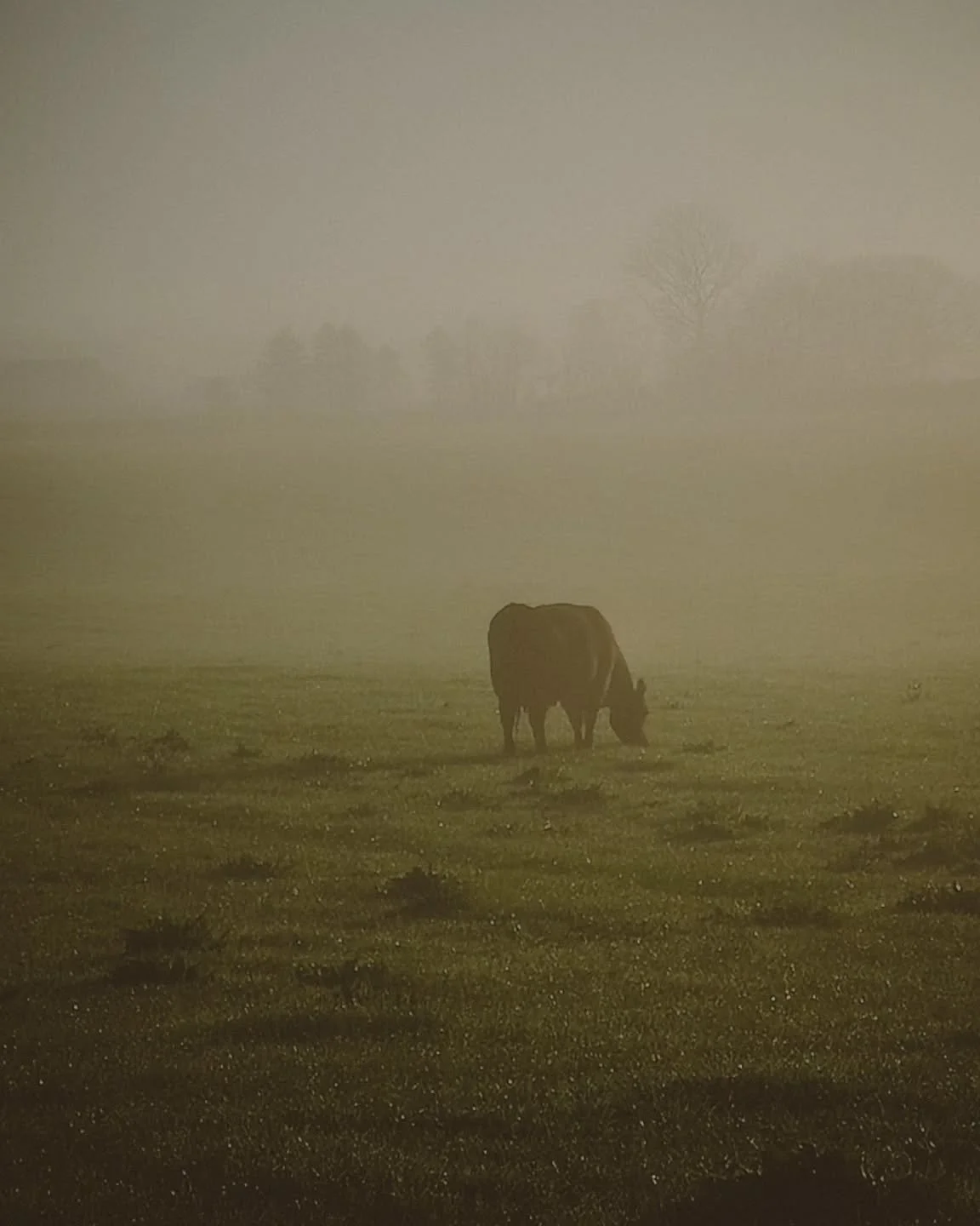 Morning, held in stillness &mdash;
first light drifting through mist.

The quiet tear of grass,
soft breath rising in the cold air.

Birdsong, gently breaking the hush.
A barn door opening into day.

The sweetness of hay,
small voices calling, waitin