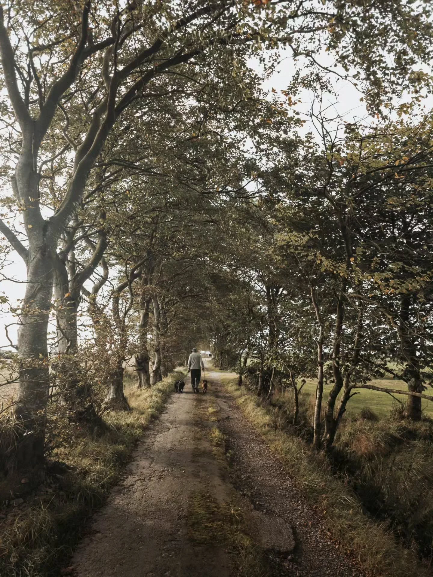 A Corridor of Time

The past behind you.
The future ahead.
The seasons all around you.

Autumn is my favourite time on the smallholding.
Have a beautiful week. Polly x

#sos_fall #goatherdess #parlourtoglen