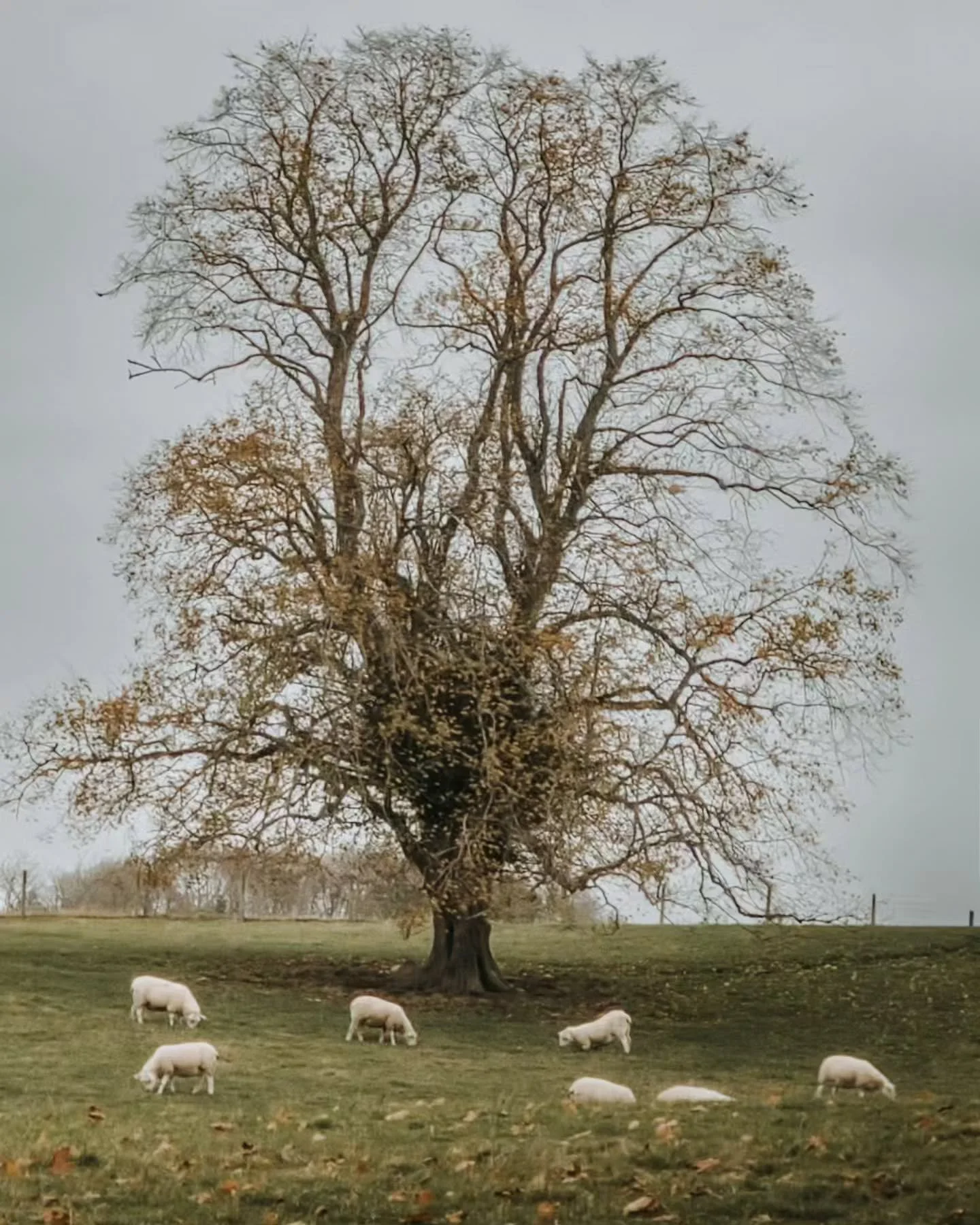 The whispers of autumn return once more to our hillside smallholding.

Rare Breed Wool. Made by Seasons.