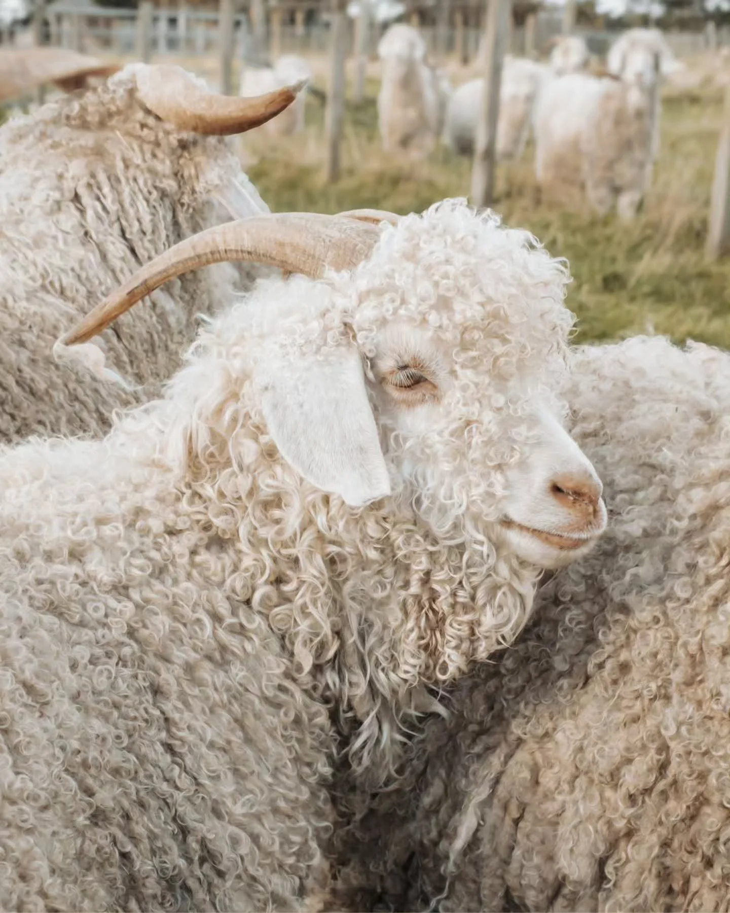 Trying to photograph my Angora goats is something of an extreme sport.

I'm usually greeted by a small stampede of curly heads, all convinced that they should be first to investigate my pockets for ginger nut biscuits.

Personal space? A rather forei
