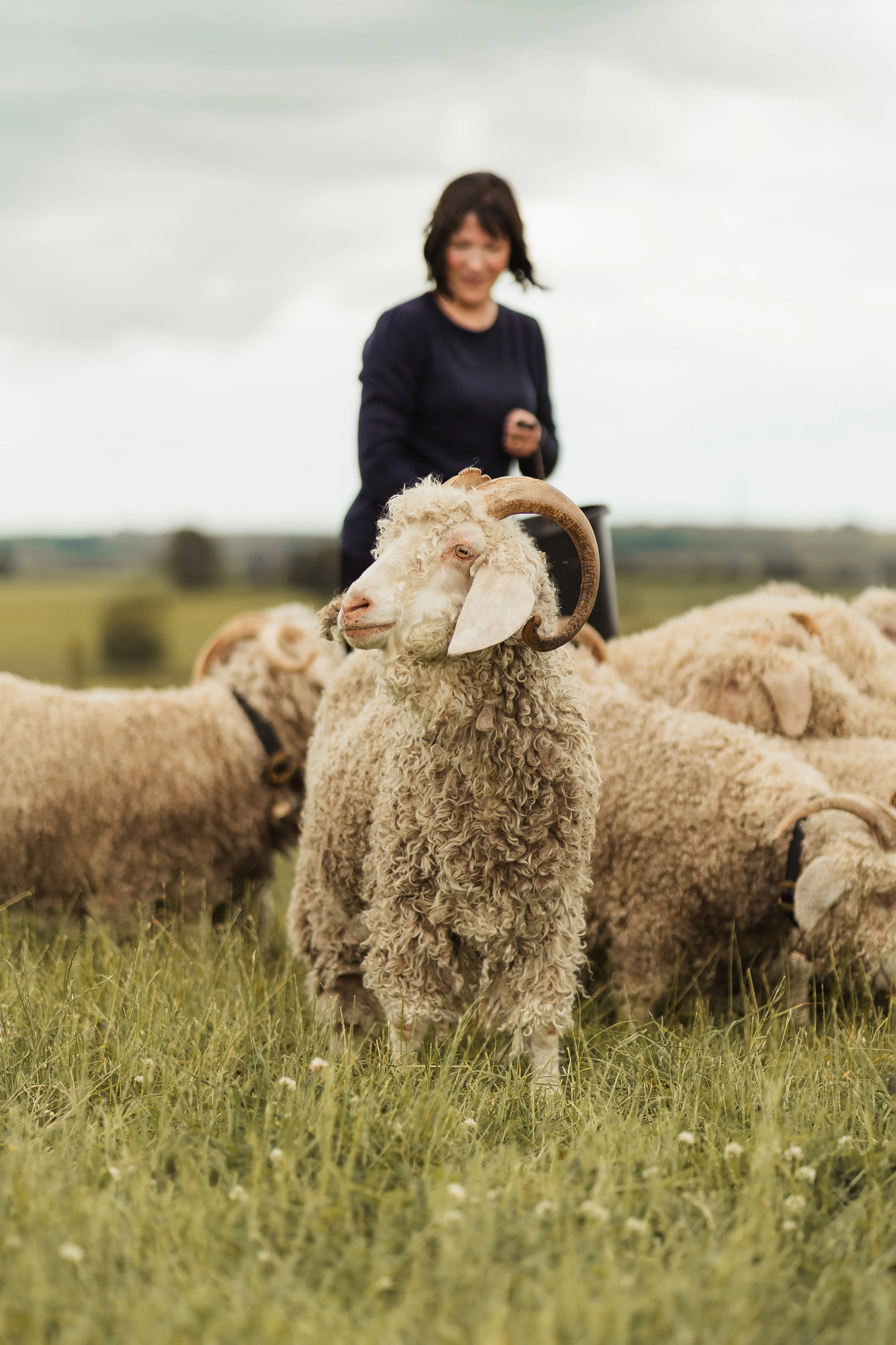 Angora Goat in centre of photo looking to left with curly fleece, long curly horns, flock grazing behind in grassy field with woman in navy carrying black bucket and overcast sky.