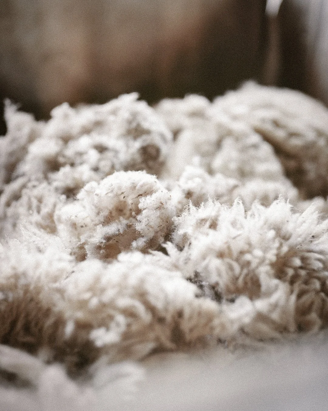 Close-up of sheep fleece