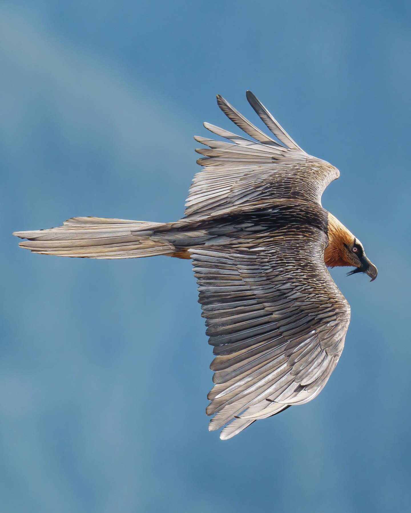 Bearded Vulture 🏔️🌥🦅

📷 840mm, f5.6, iso 2000, 1/2500

#gypaetebarbu #gypaete #gypaetusbarbatus #beardedvulture #rapaces #raptors #sonya1 #sony600mmf4 #birdsofinstagram #valaiswallis @team.gypaete @valaiswallis @coteauxdusoleil_tourisme @chamoson