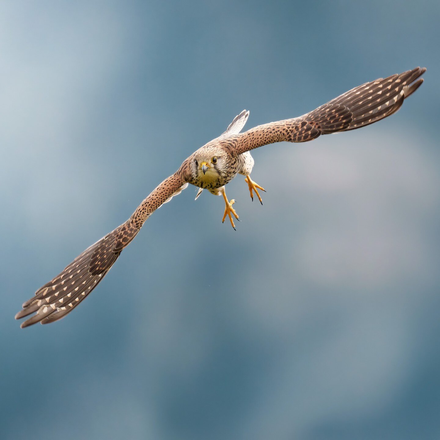 Faucon cr&eacute;cerelle 🌳⛅️🦅

#faucon #fauconcrecerelle #turmfalke #gheppio #commonkrestel #cernicalovulgar #falke #birdphotography #birdlovers #vogelwartesempach #sonya1 #sony600mmf4 #valaiswallis @valaiswallis @sierretourisme @sierremaville @vog