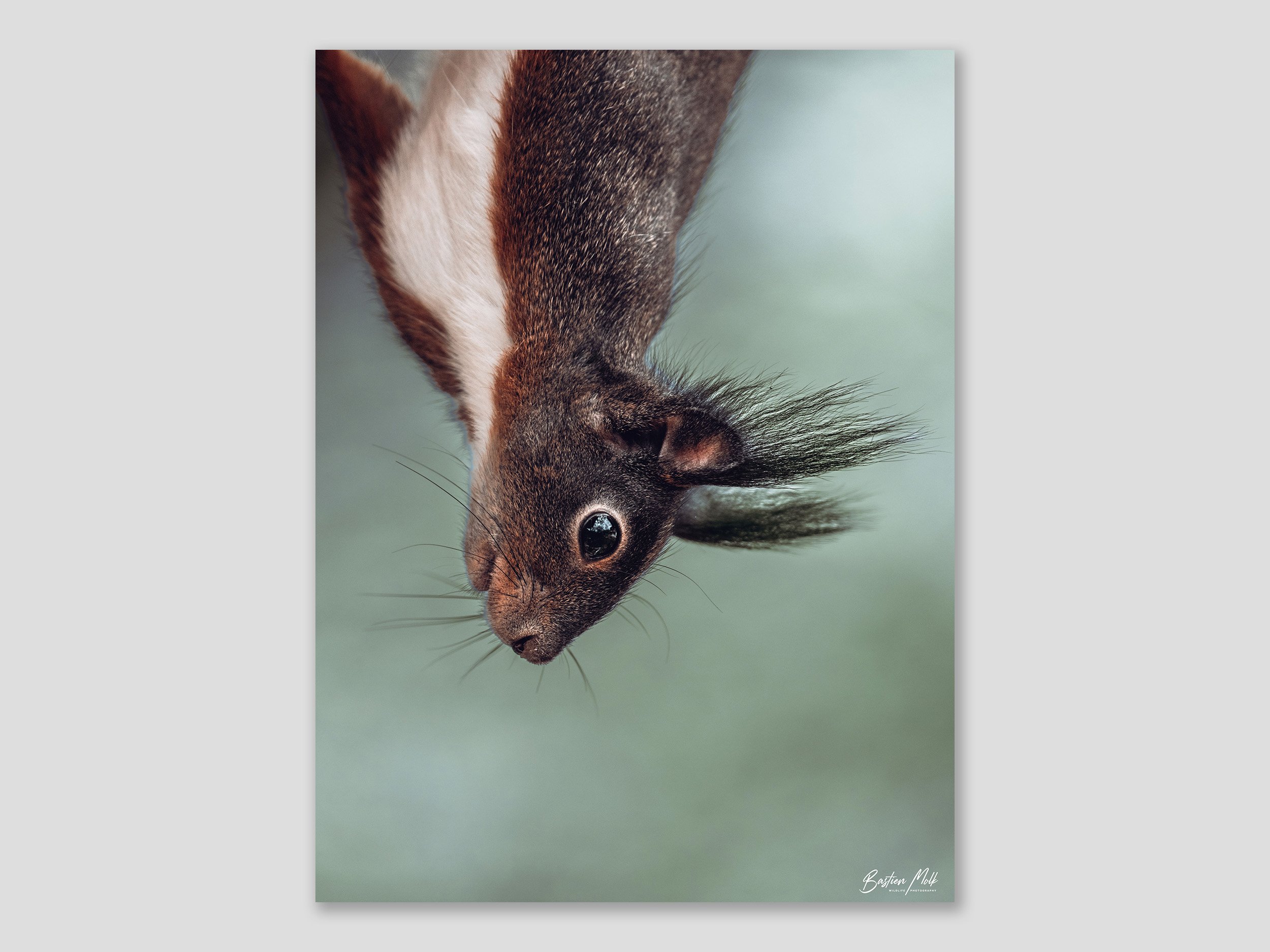 Bastien Molk wildlife photography, Ecureuil, Valais, Suisse