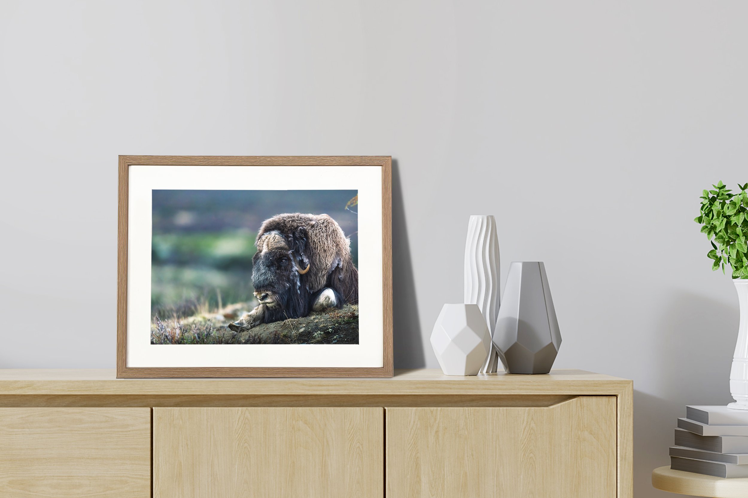 Bastien Molk wildlife photography, Boeuf Muscé, Norvège