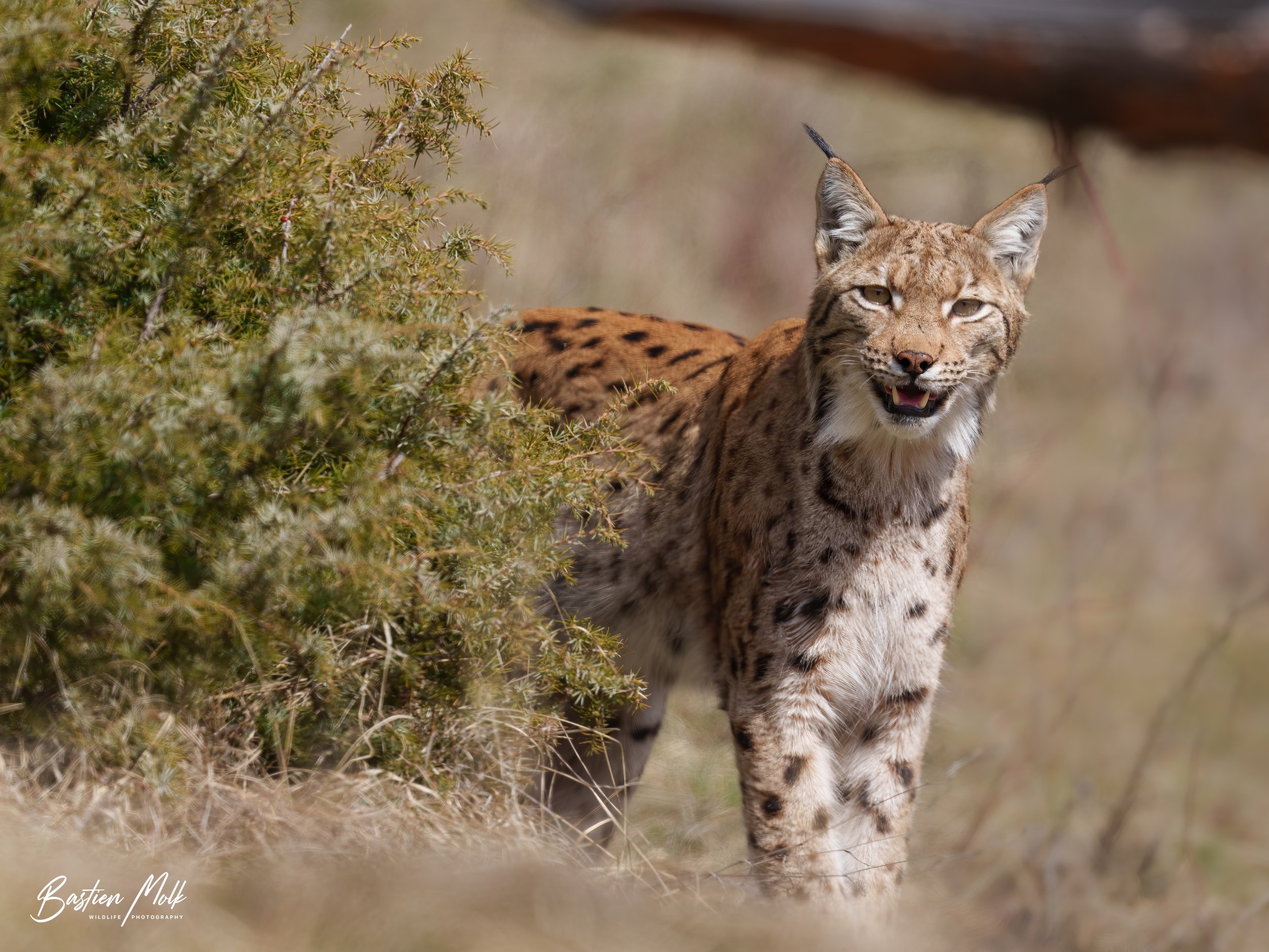 Bastien Molk wildlife photography, Lynx, Valais, Suisse.