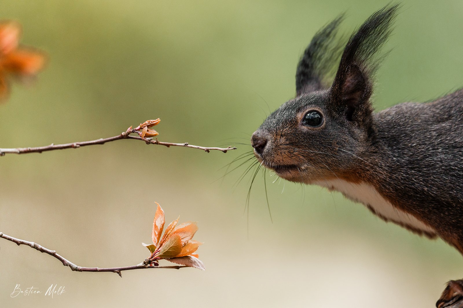 Bastien Molk wildlife photography, Ecureuil, Valais, Suisse.