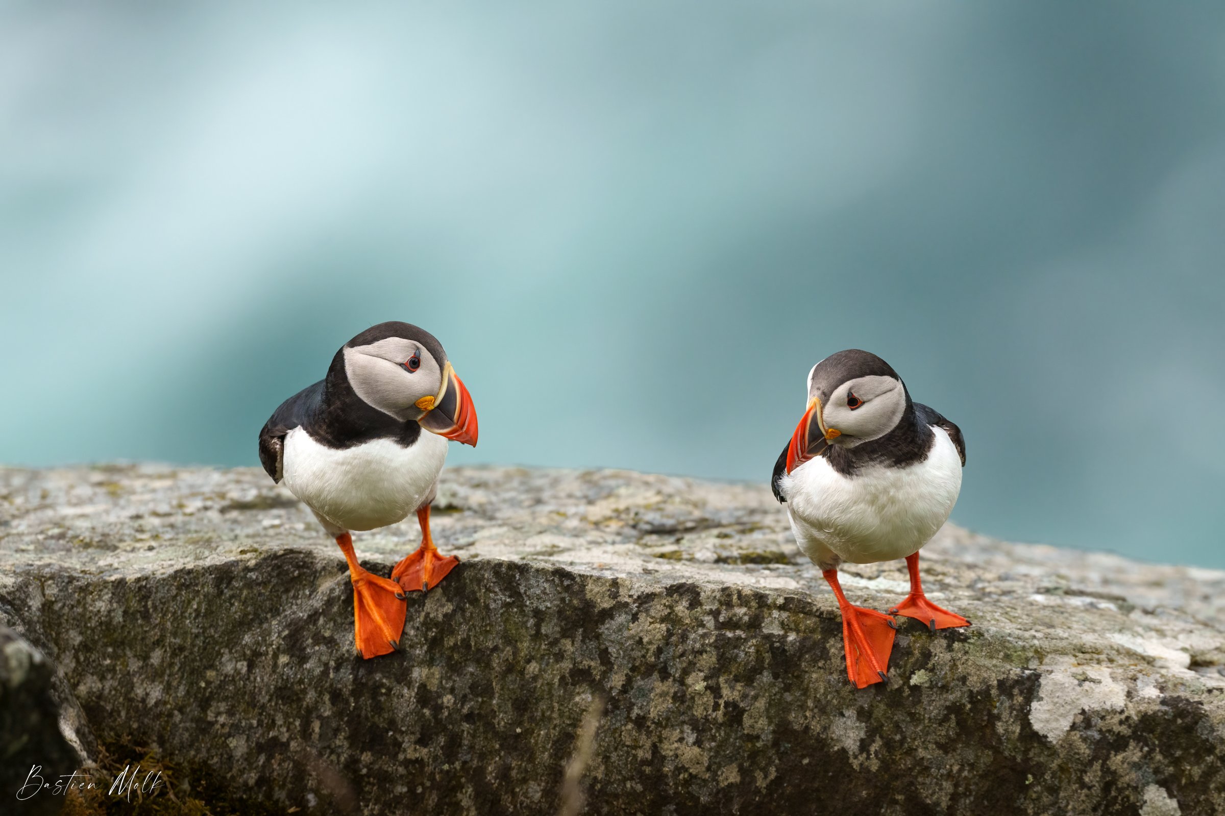 Bastien Molk wildlife photography, Macareux moines, Norvège