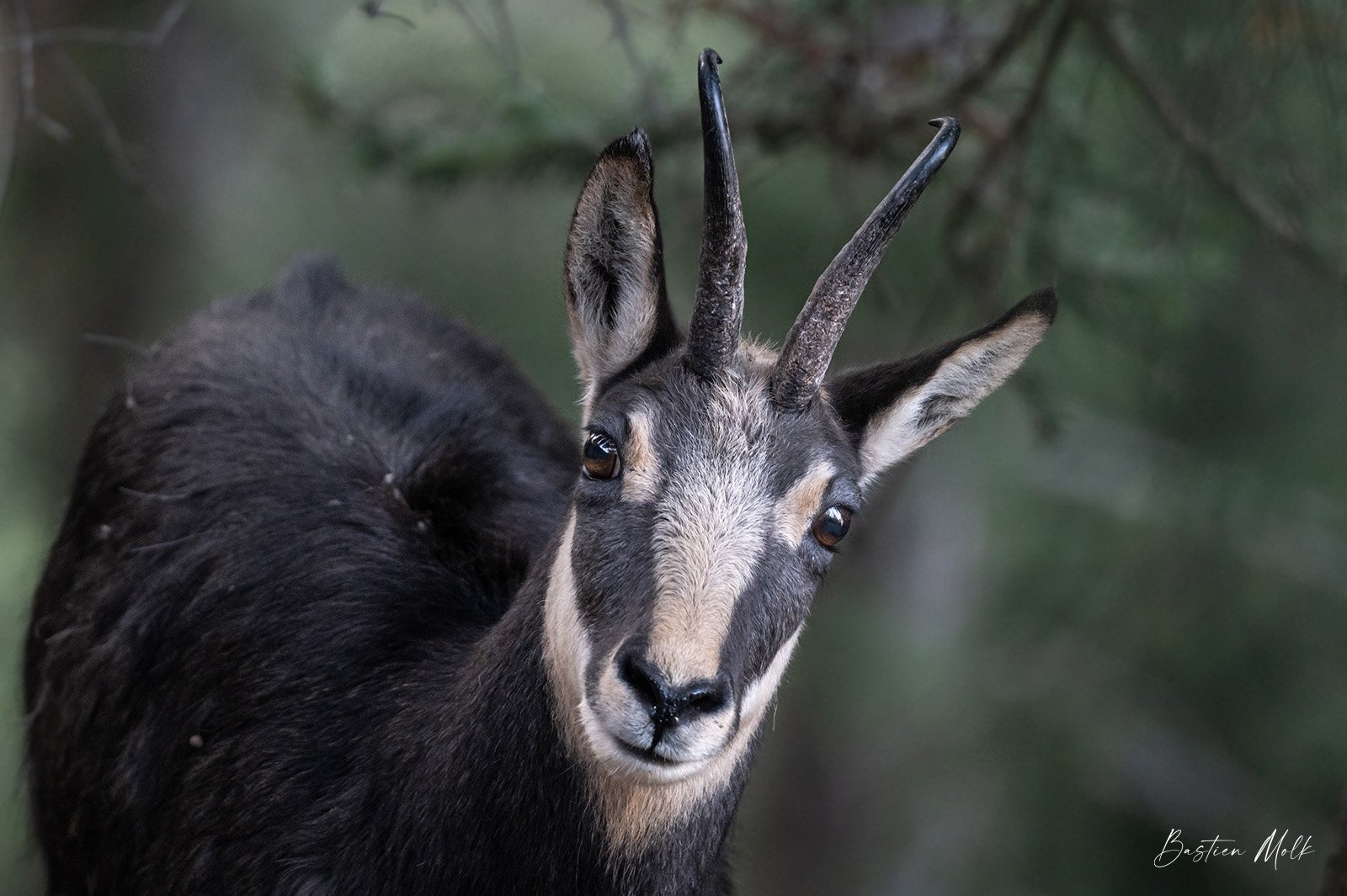 les chamois de Vercorin.