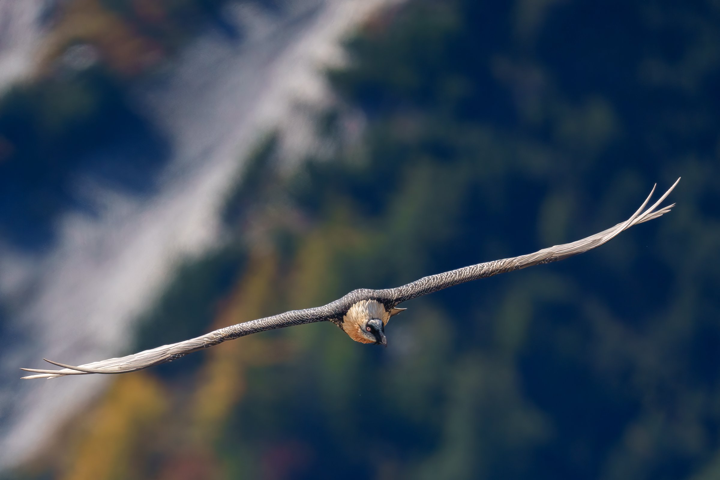 Bastien Molk wildlife photography, Gypaètre barbu Valais, Suisse.