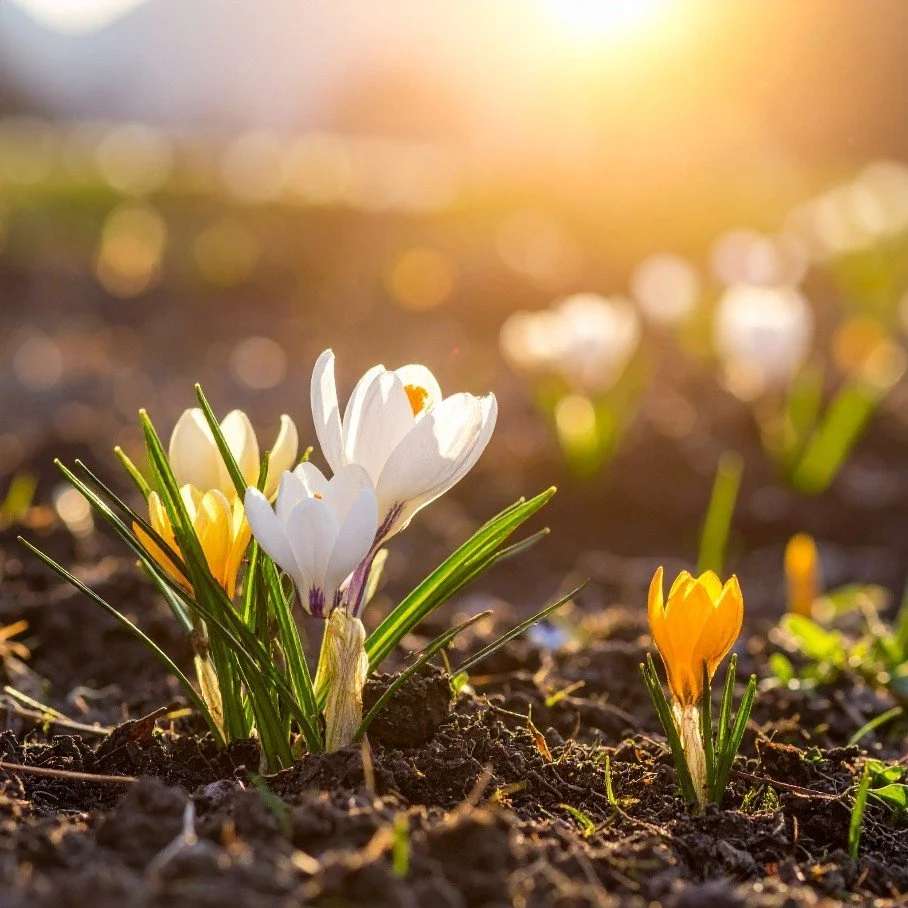 As the Weather Warms: How to Protect Nature on Site