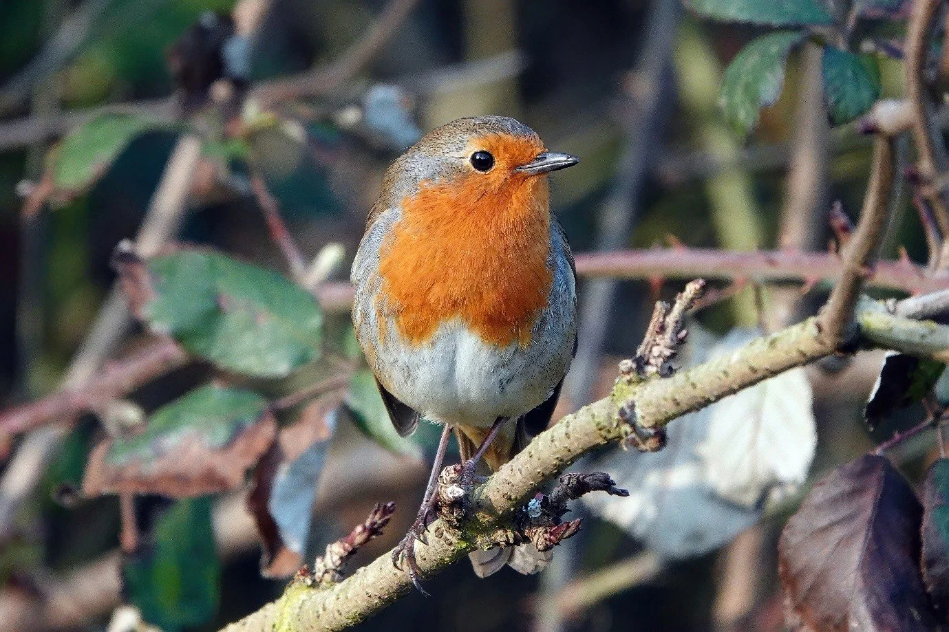 August: A key month for biodiversity and habitat management