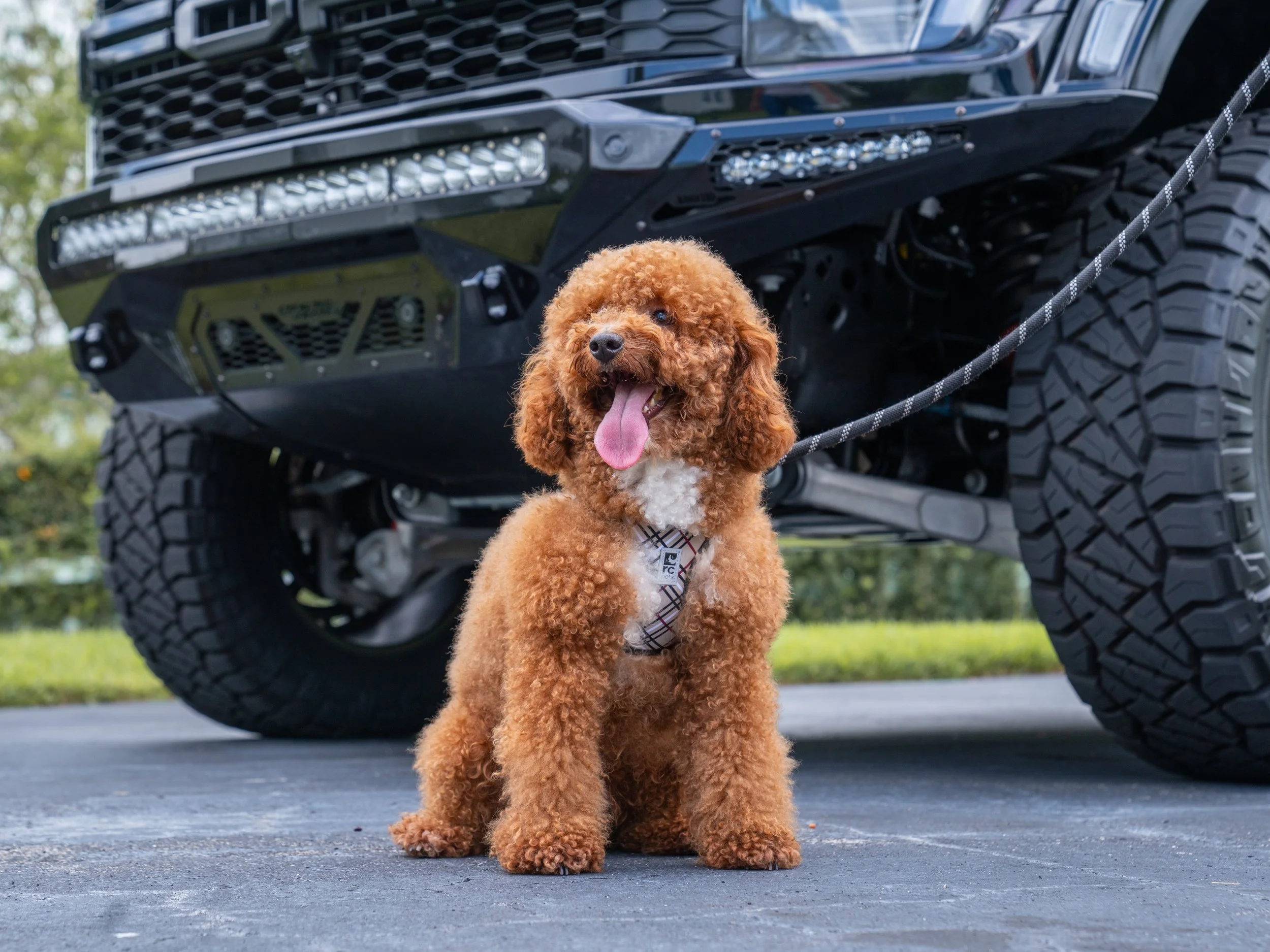Mini Goldendoodle Generations (F1, F1B, F2, F2B, F2BB, F3) What Do
