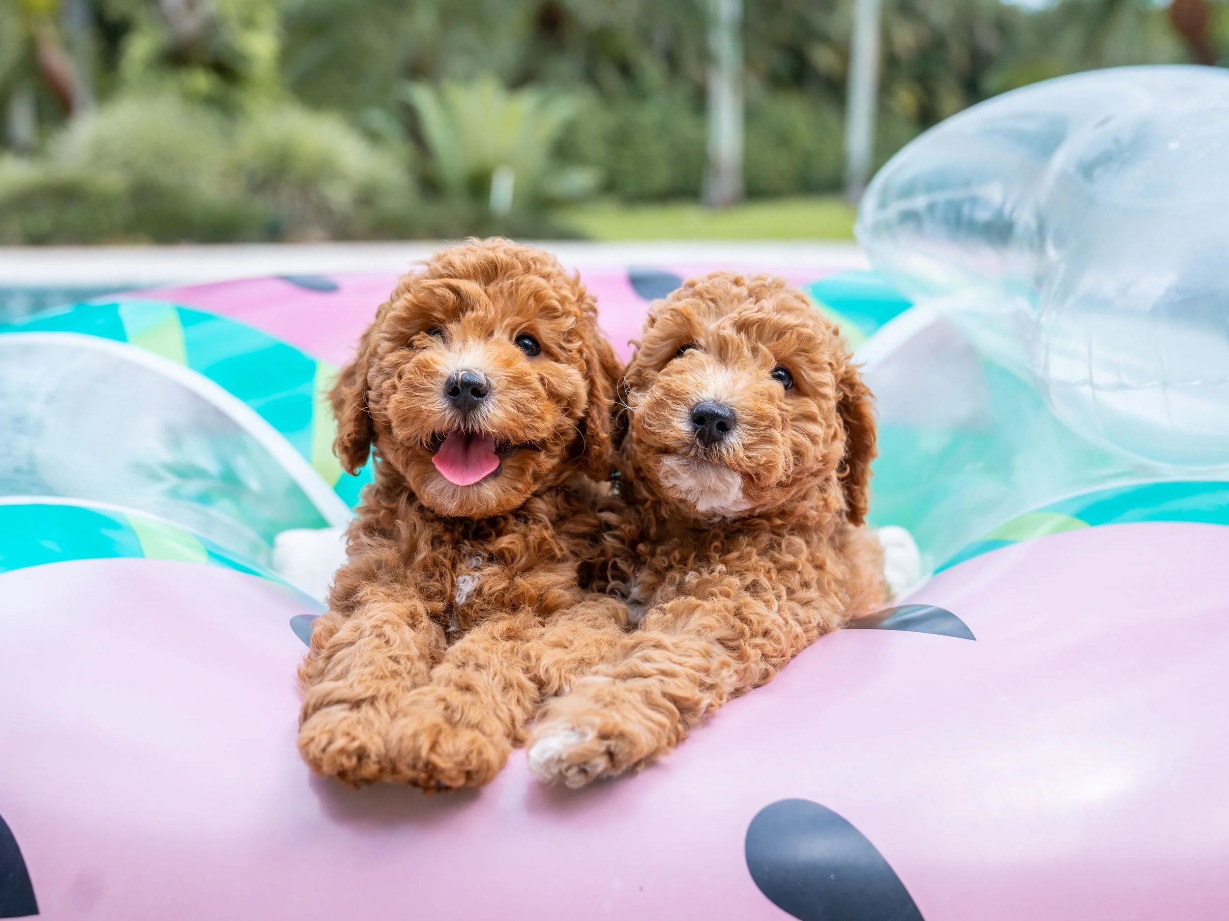 Mini Goldendoodle Generations (F1, F1B, F2, F2B, F2BB, F3) What Do