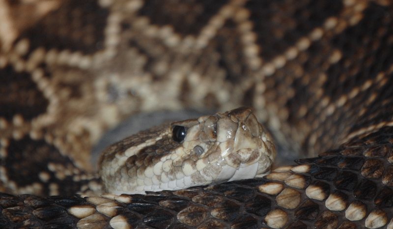 snake.png
