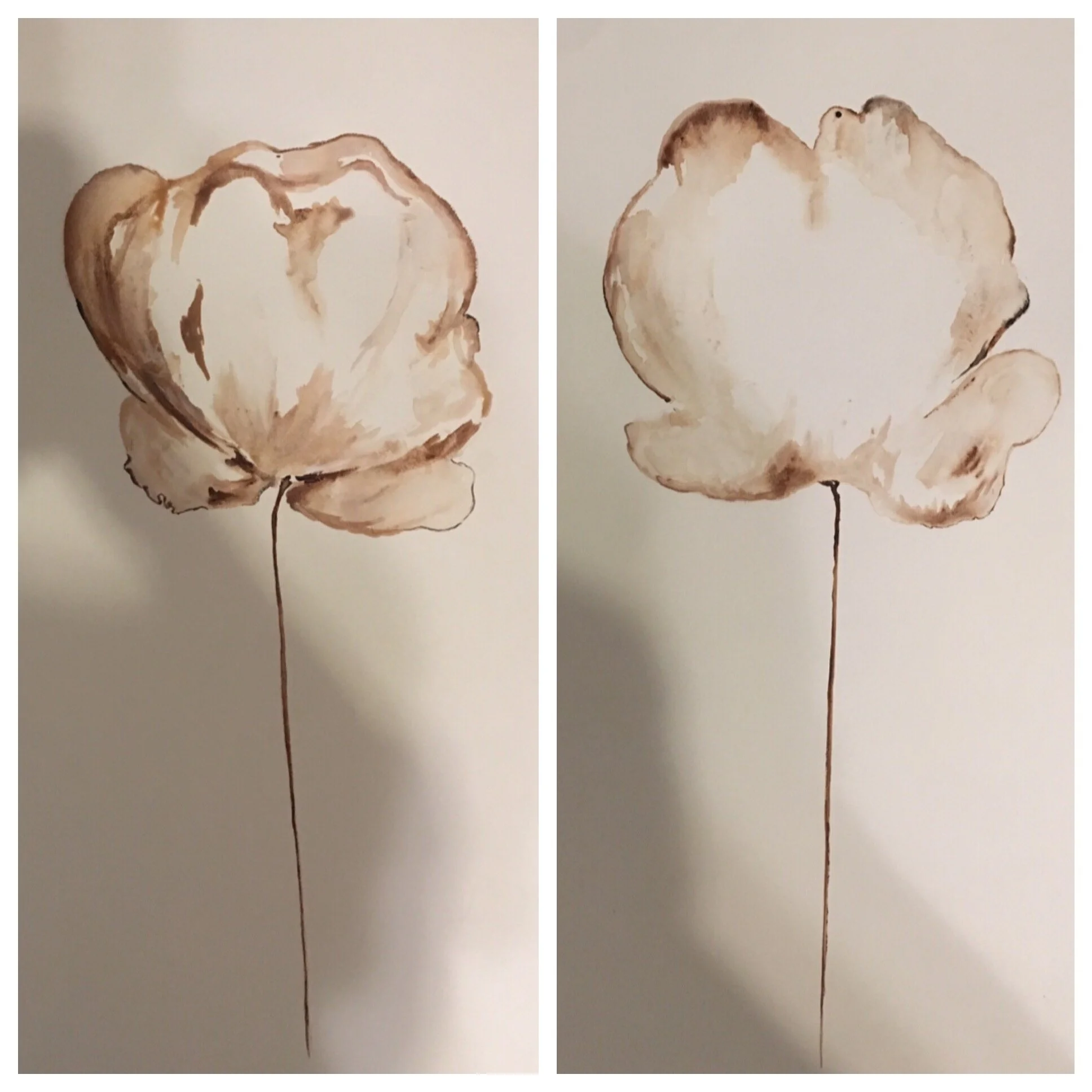 cotton.jpg