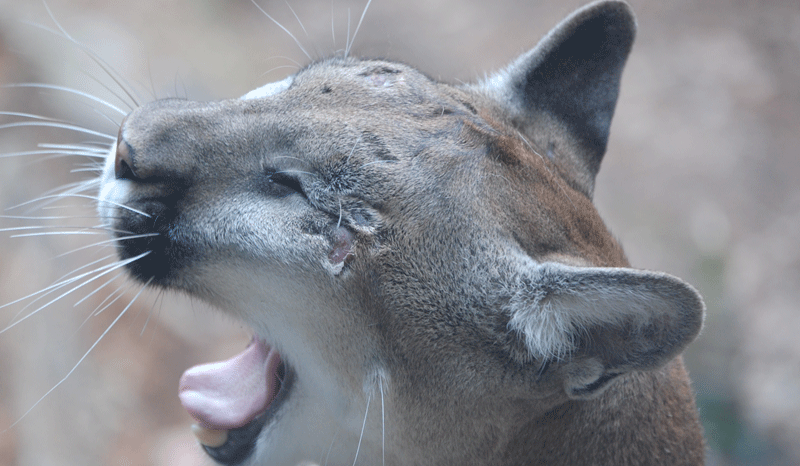 mountainlion.png