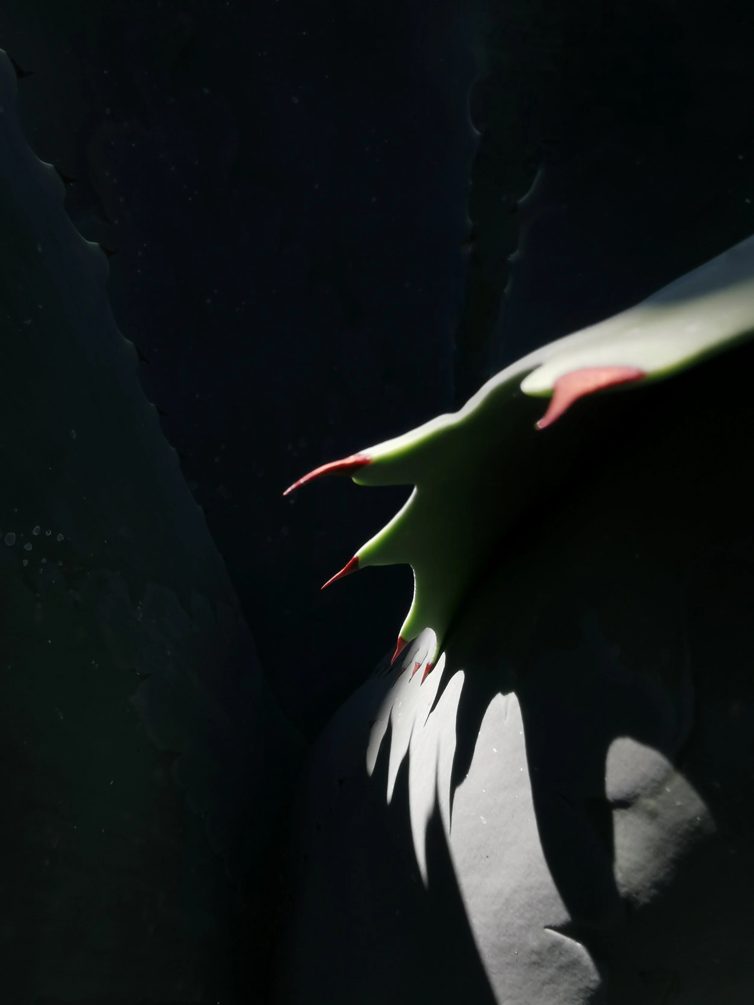Close-up of a green cactus with red-tipped spines, casting shadows on a dark surface.