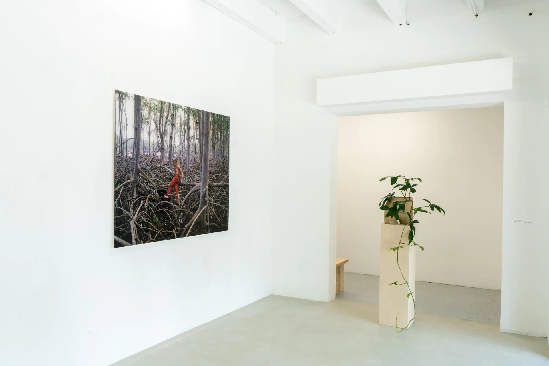 Laura_Novoa_SeedsToBeGathered- Room 4 -1.jpg