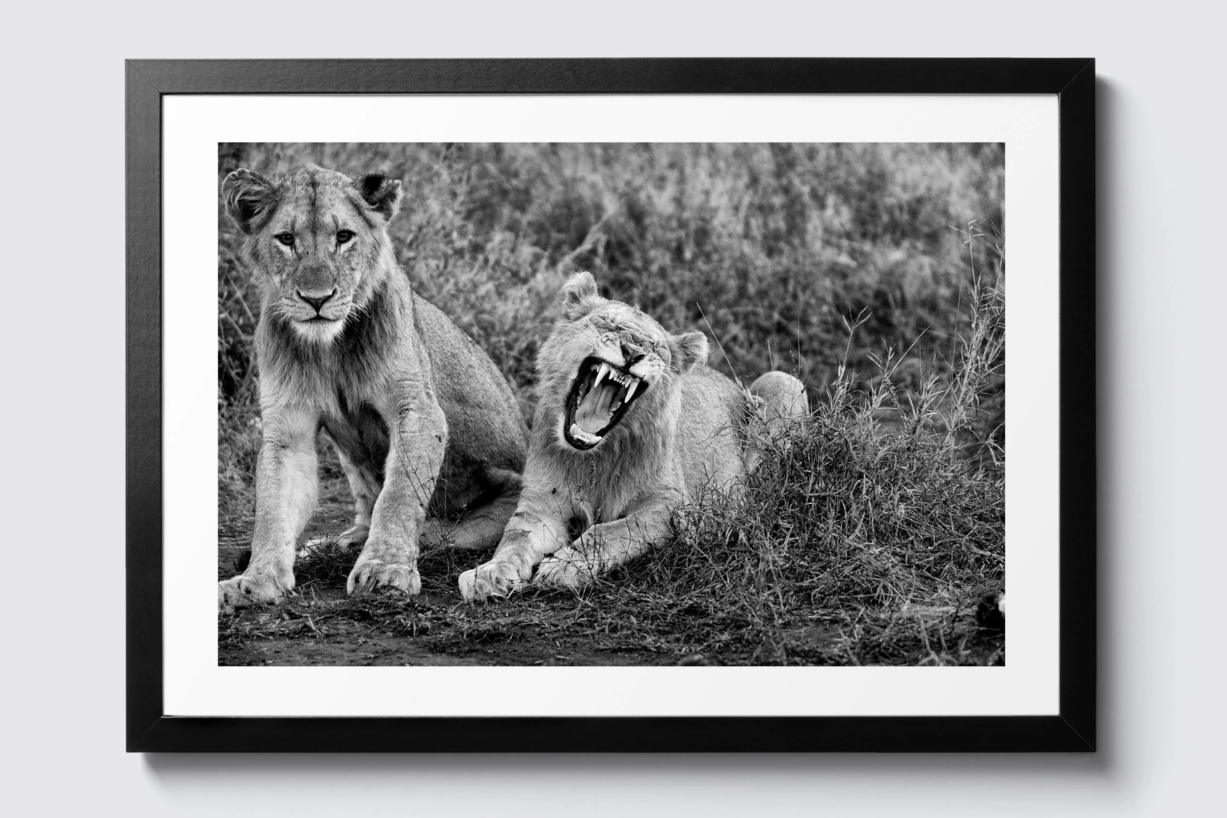 brian-marcus-collections-the-wild-009-frame-black.jpg