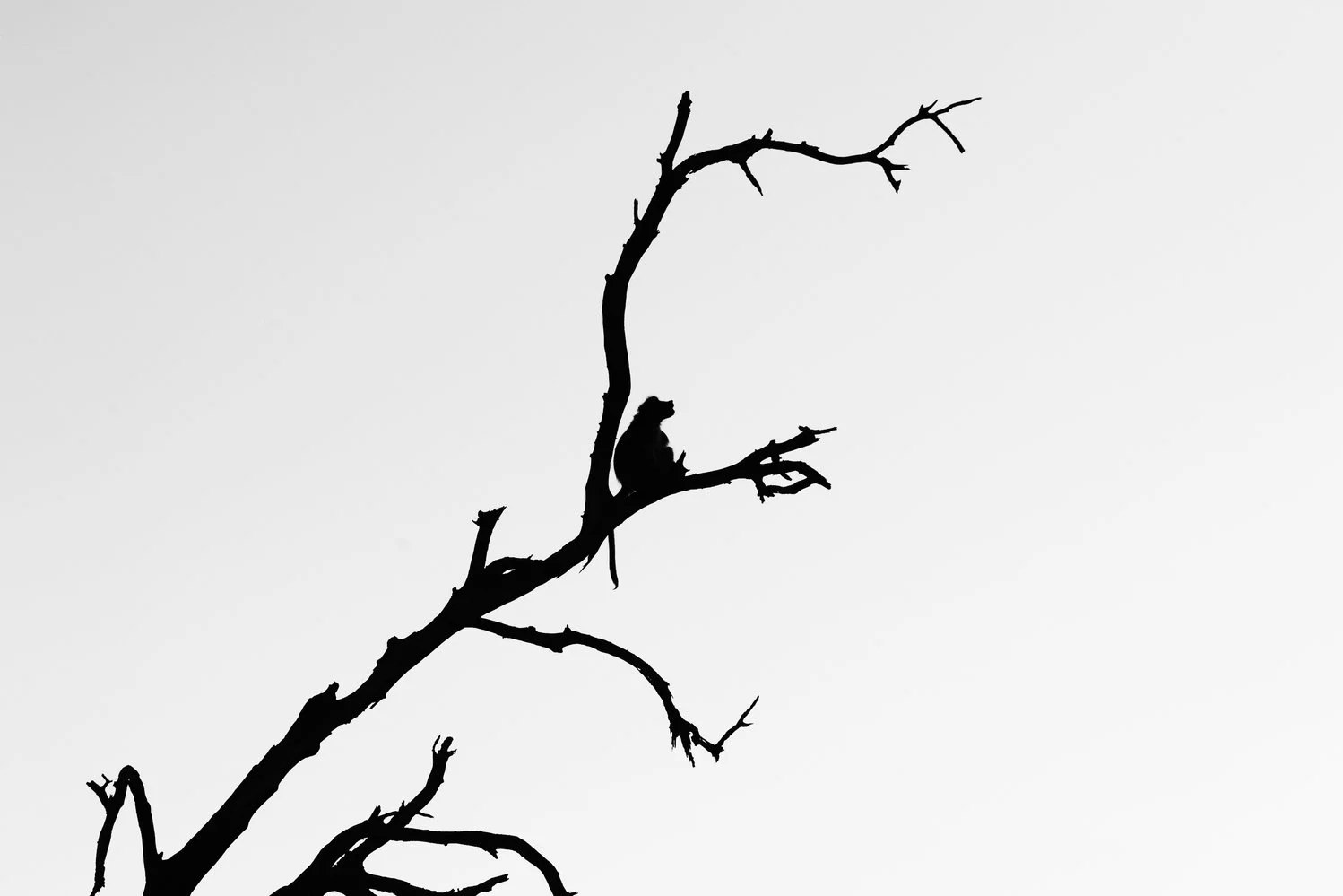 brian-marcus-collections-the-wild-010.jpg