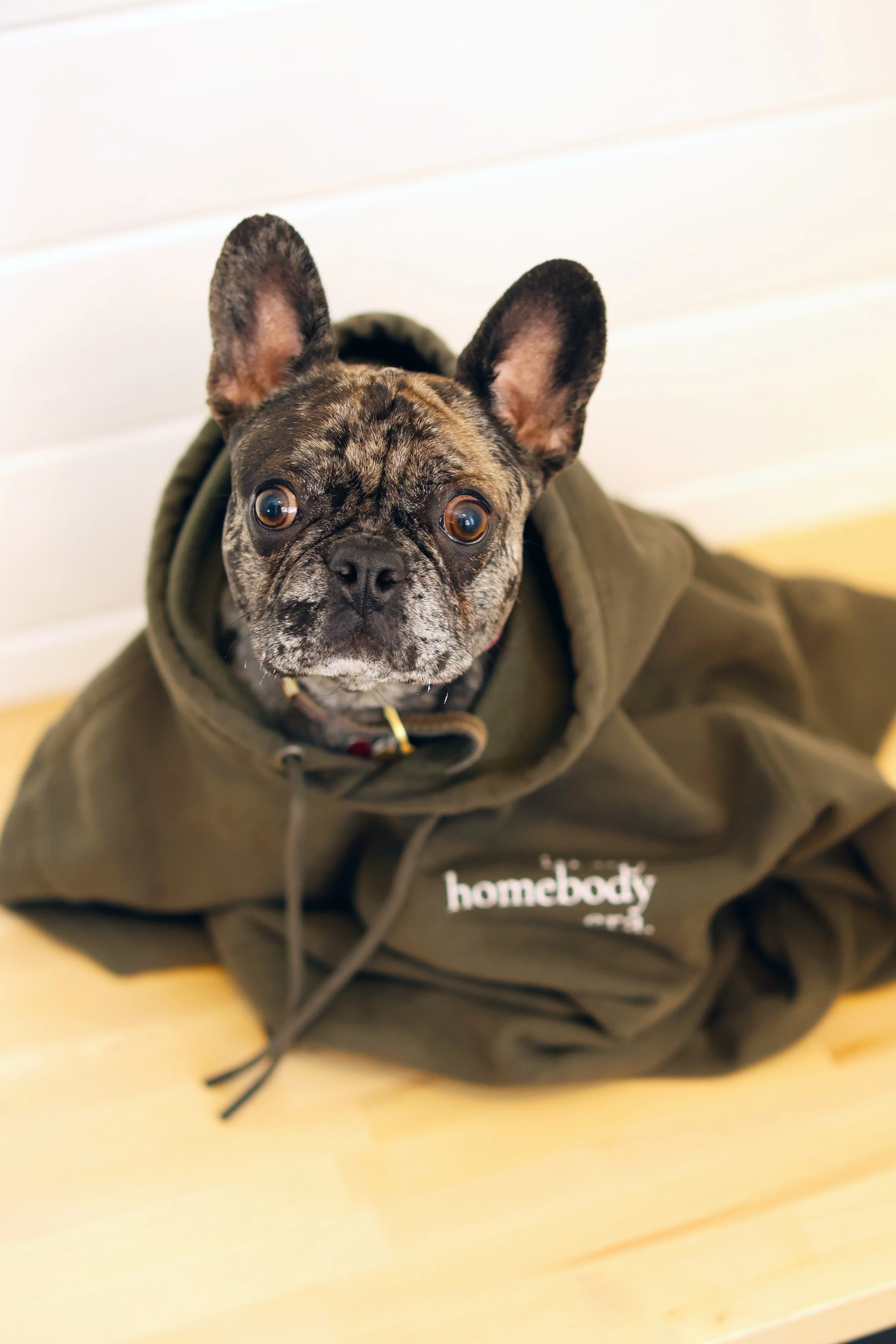 A brindle French Bulldog puppy wearing a green hoodie, sitting on a light wood floor, with a white wall background.
