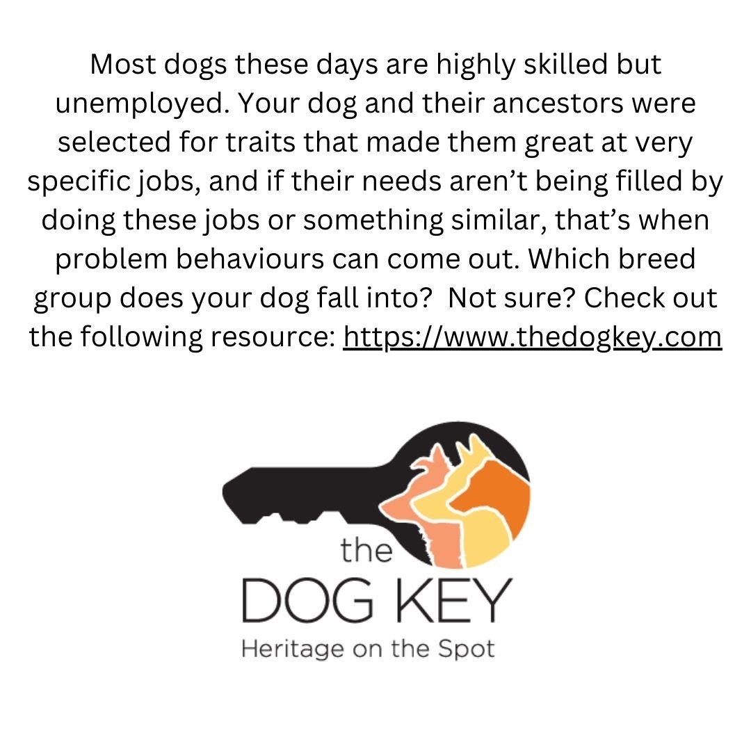 The Dog Key Slide.jpg