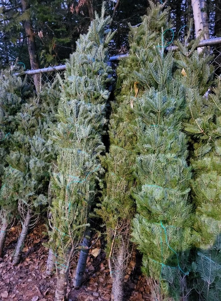Christmas Trees now available at OSPCA