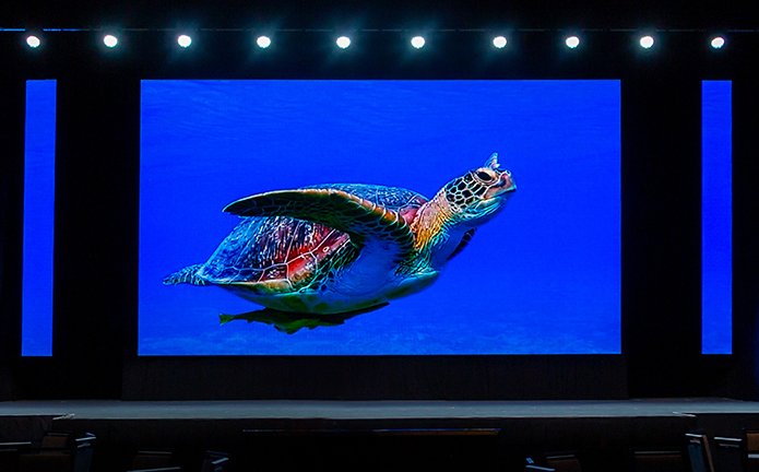 OSCAR_Screen look_turtlescrop.jpg