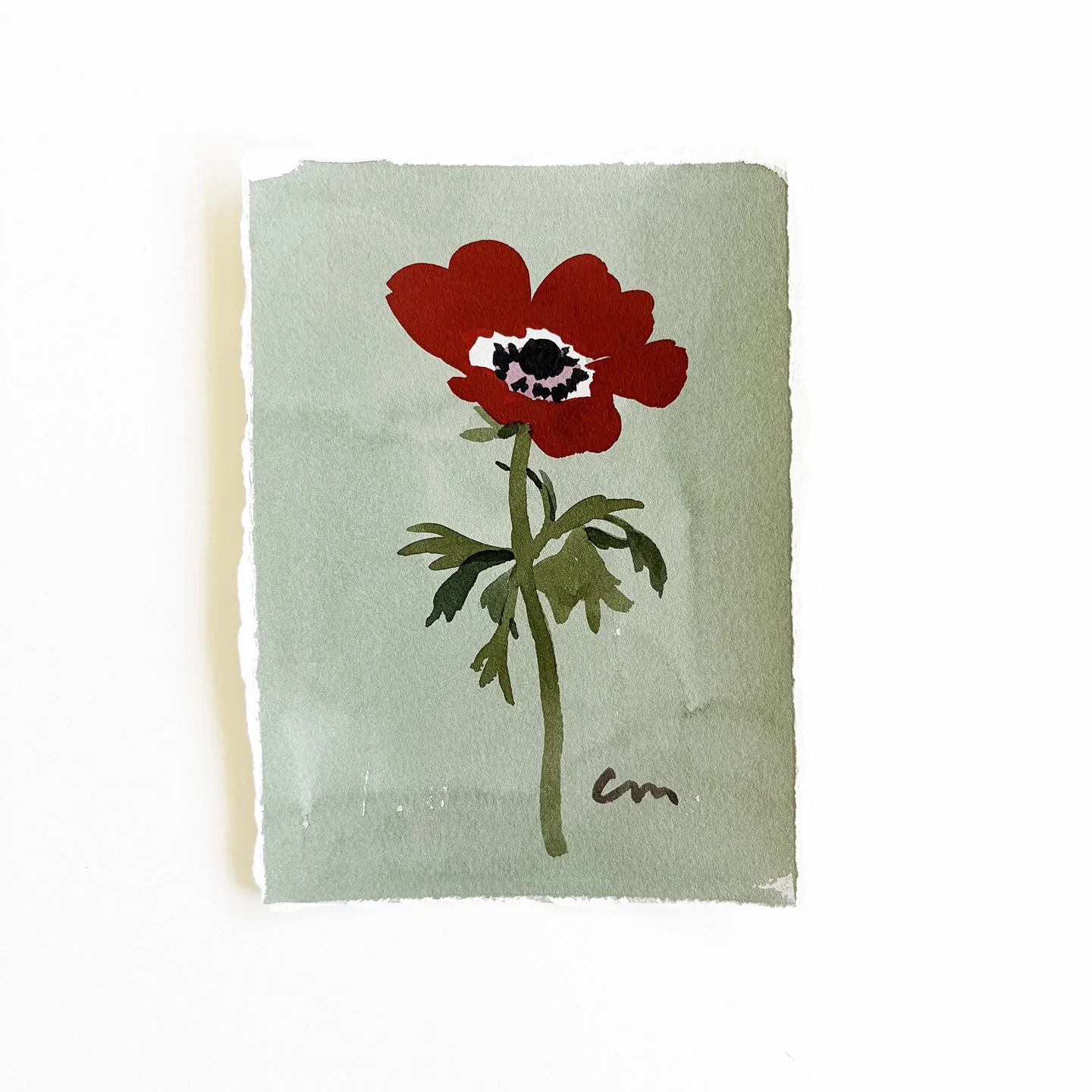 shop_anemone.jpg