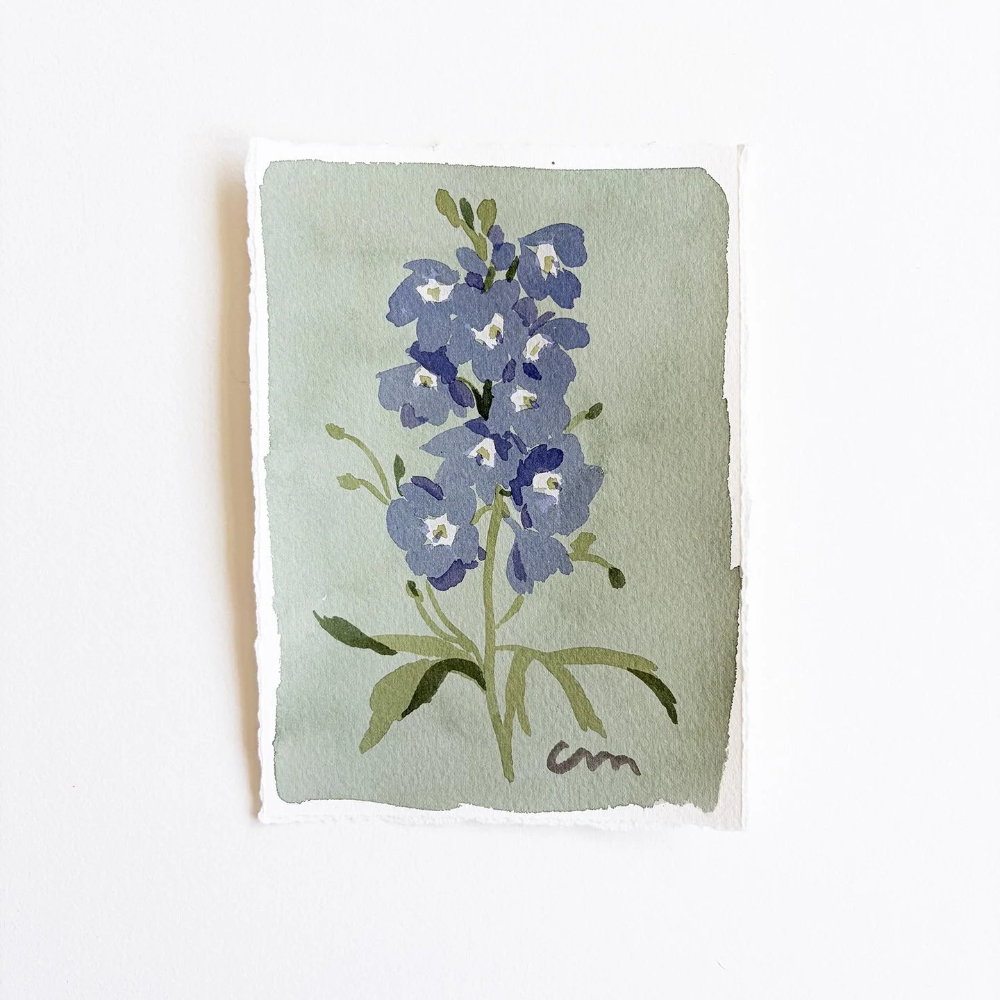 Delphinium