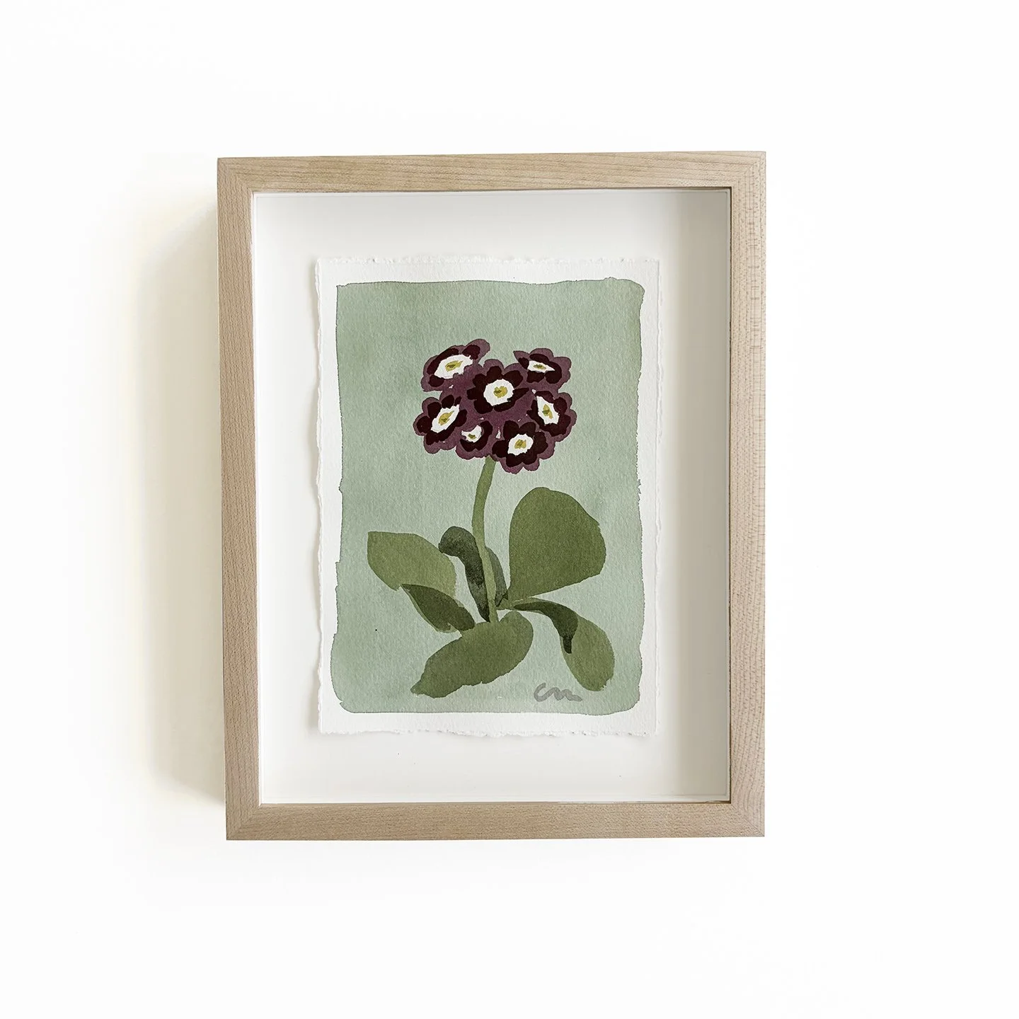 Purple Auricula