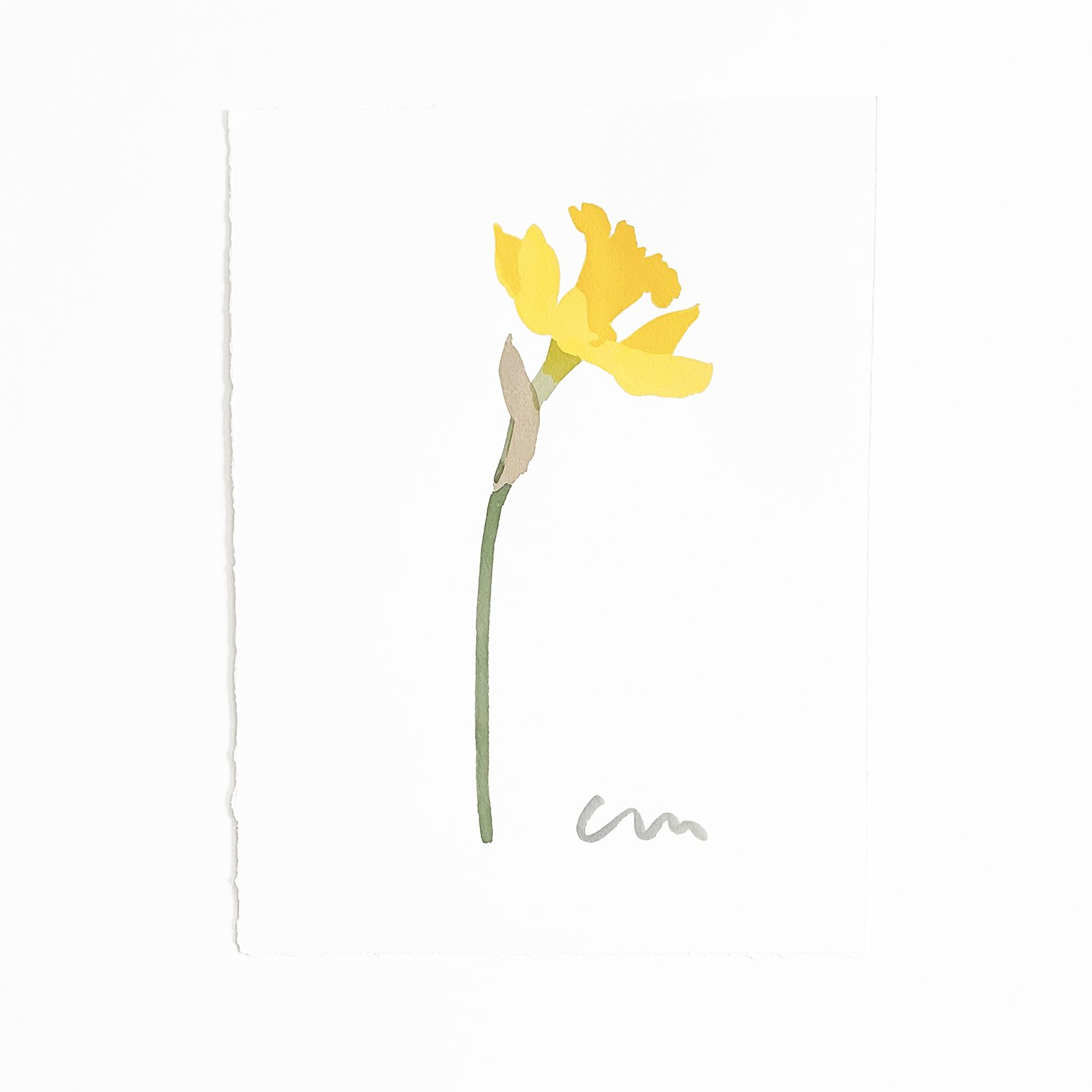 Trumpet Daffodil 1