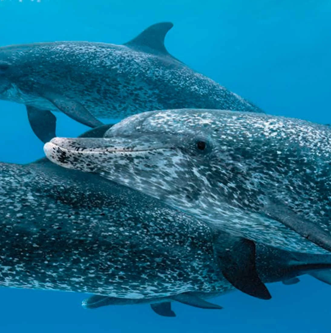 Ocean Conservancy