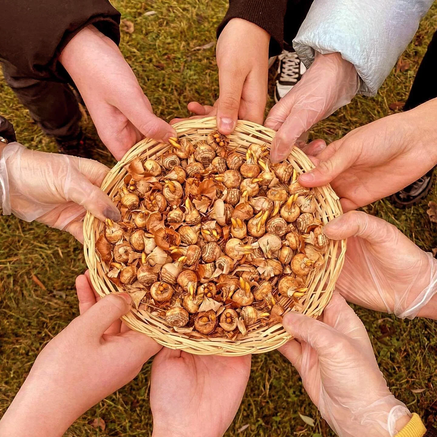The packing is done (phew!) and thousands of crocus bulbs are arriving in schools across Ireland this week! This is perfect weather for planting 🍂 where will you plant yours?

It&rsquo;s not too late to register for the Crocus Project - if you&rsquo