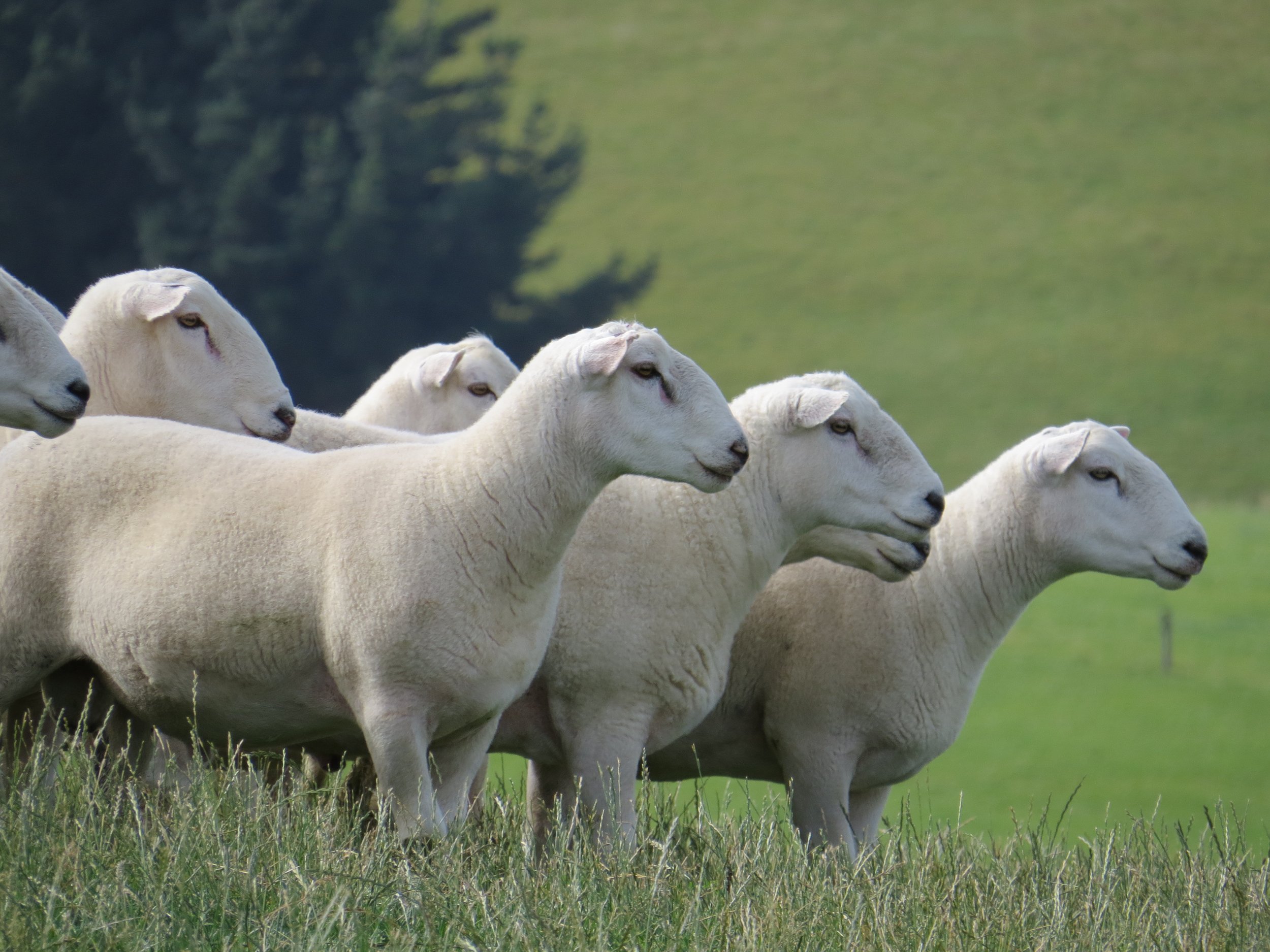 Wiltshire Auction 2022