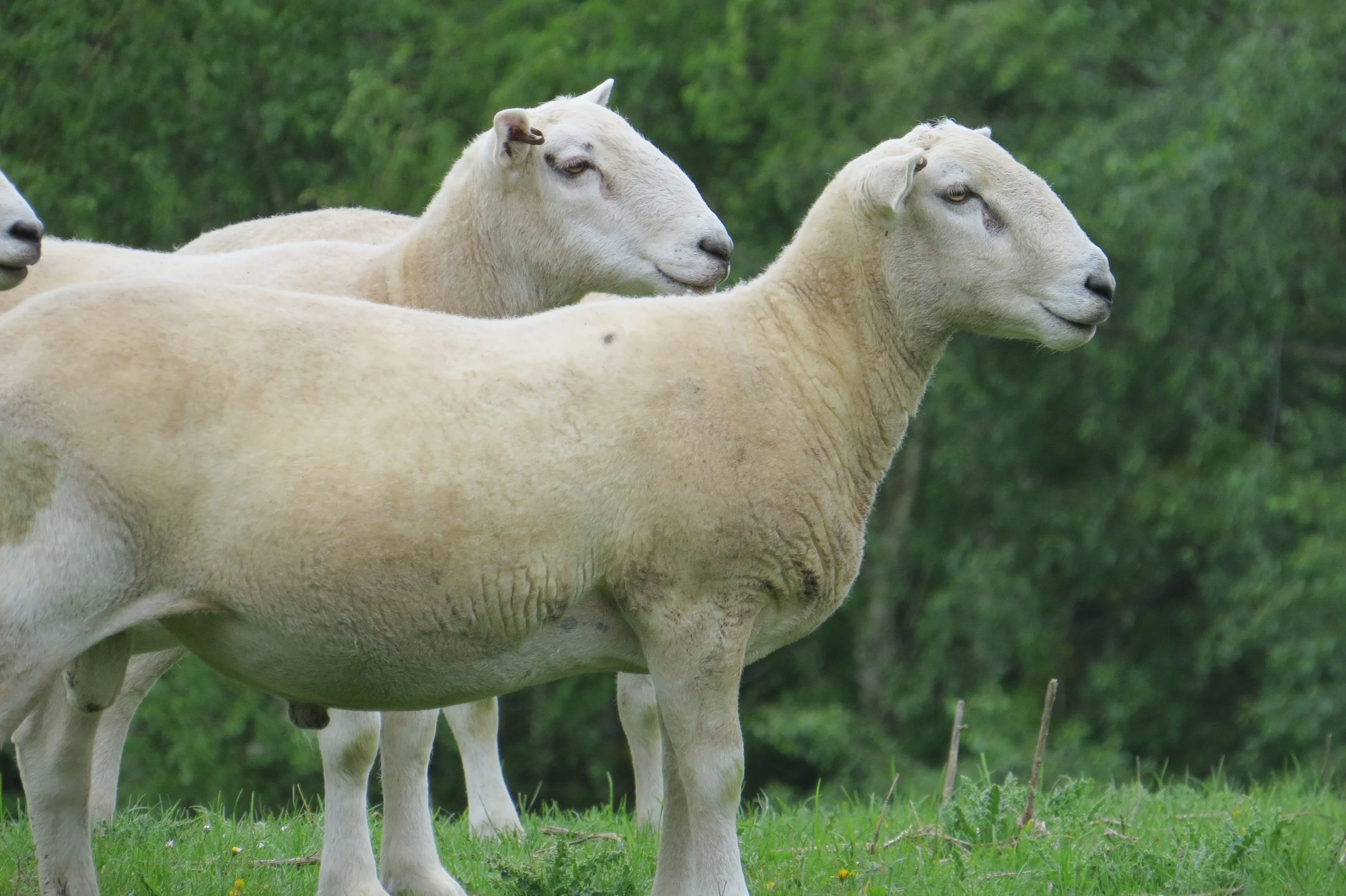 Wiltshire Auction 2026