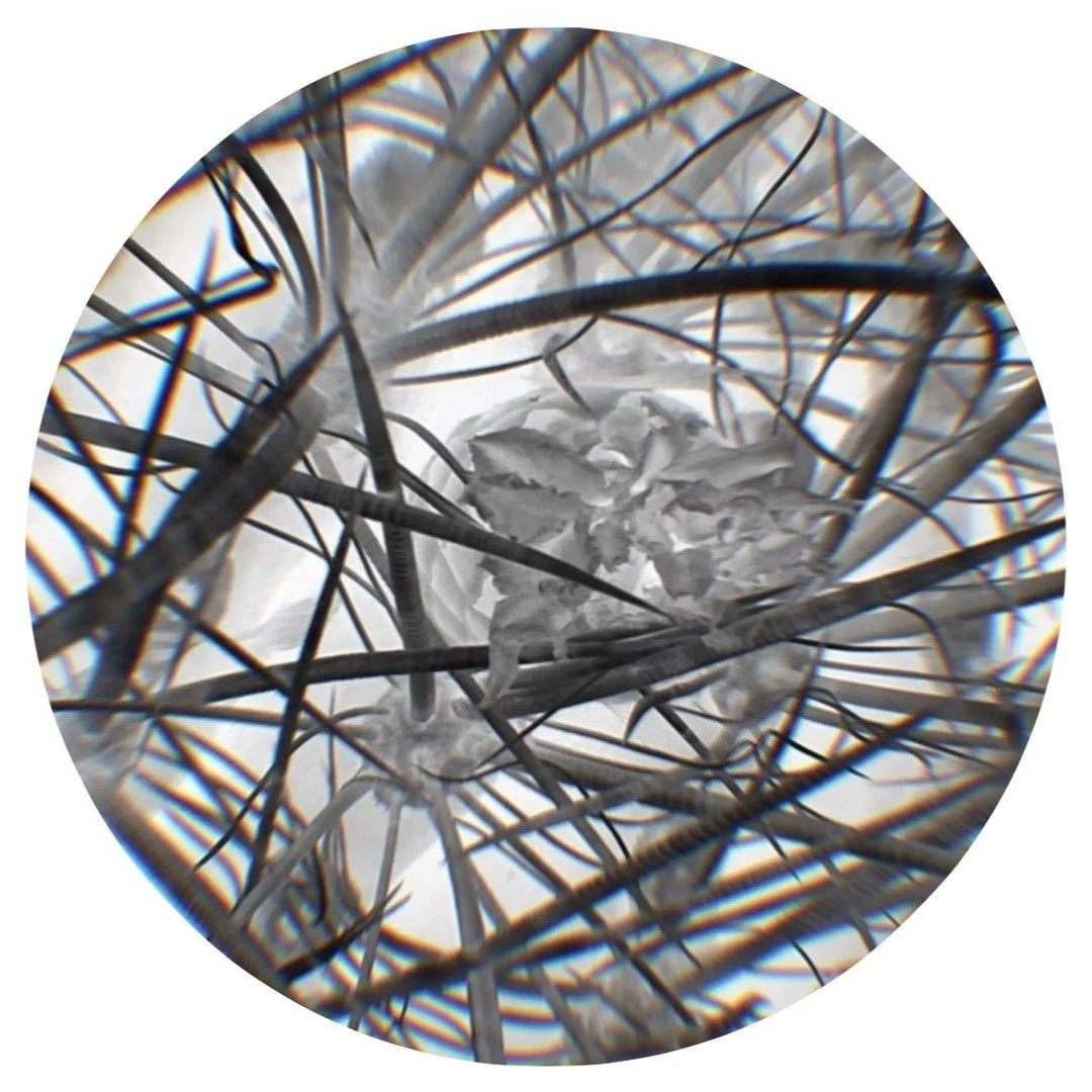 Researchers and practioners of bio-innovation in its many forms are invited to participate in our litmus test to gauge perspectives on the bio-innovation sector since 2010 and its potential developments over the next 15 years. By exploring key figure