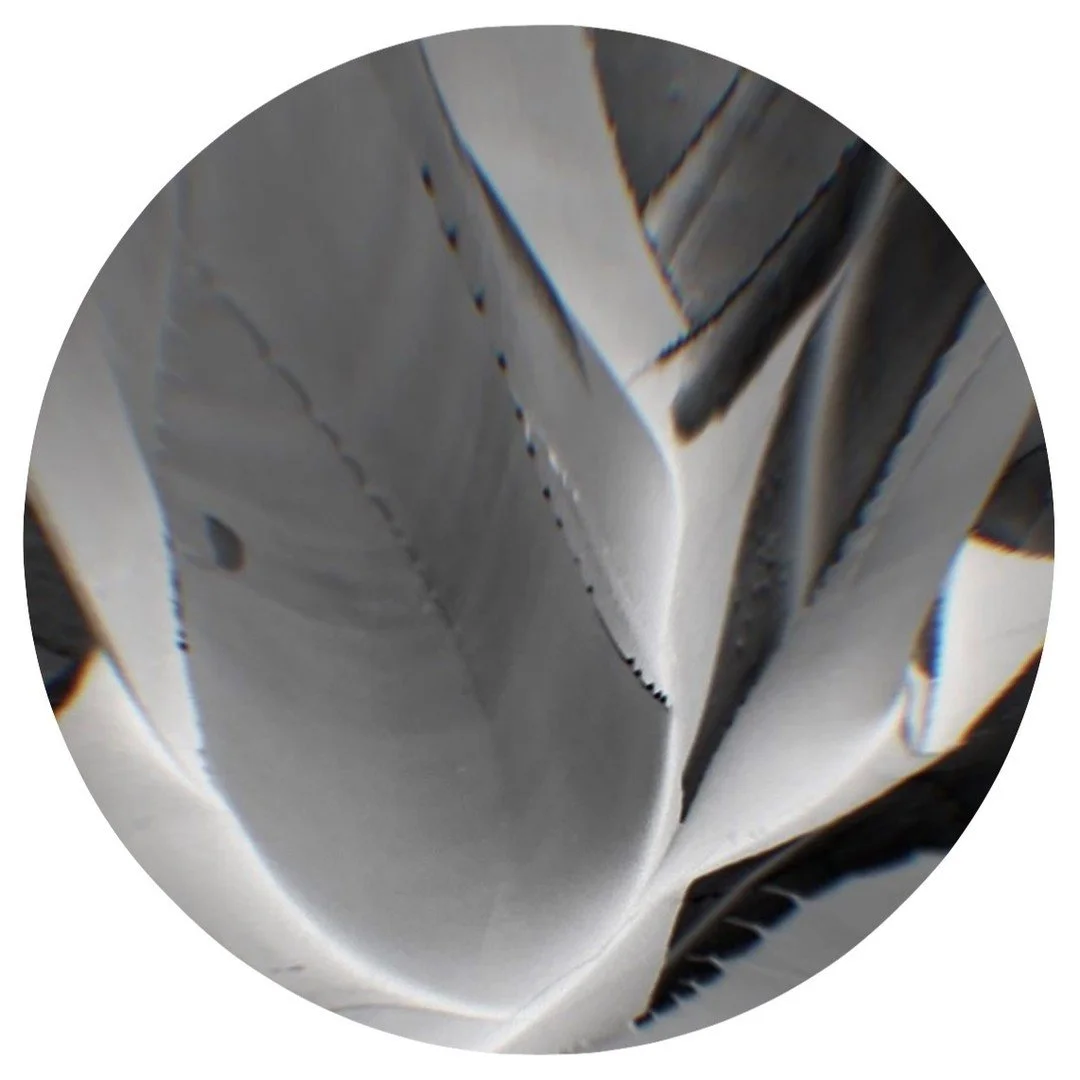 Founded in 2019, Bioratorium&reg; is dedicated to helping clients embrace nature-driven strategies to address complex environmental and societal challenges. Find out more about our services at www.bioratorium.com #bioinnovation #bioinspired #biodesig