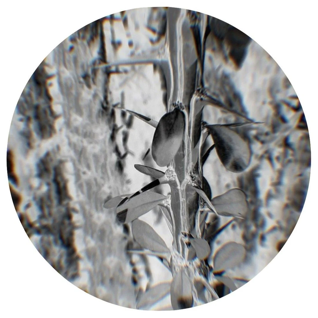 Our news services include masterclasses, workshops, and curated learning programmes with seminal field experts. Find out more here... https://www.bioratorium.com/biostudium #bioinnovation #bioeconomy #biodesign #biomaterials #biofutures