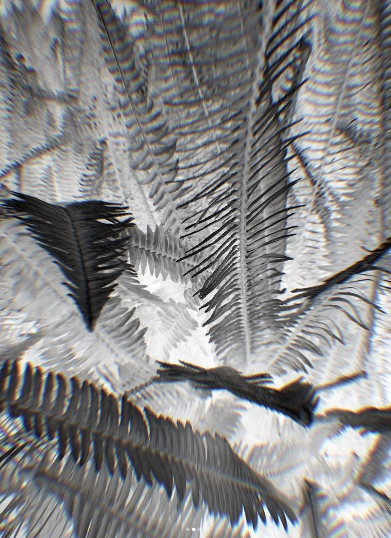 Monochrome close-up of fern leaves with a blurred effect