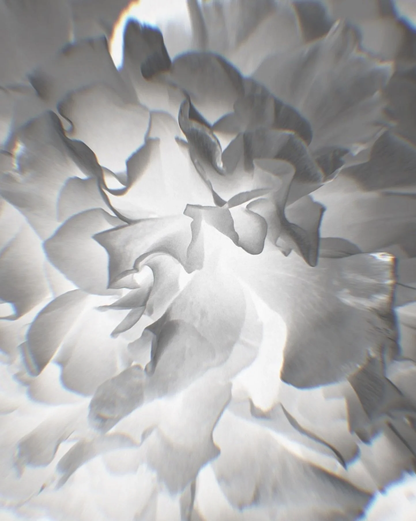 Close-up of a black and white carnation flower with intricate petal patterns