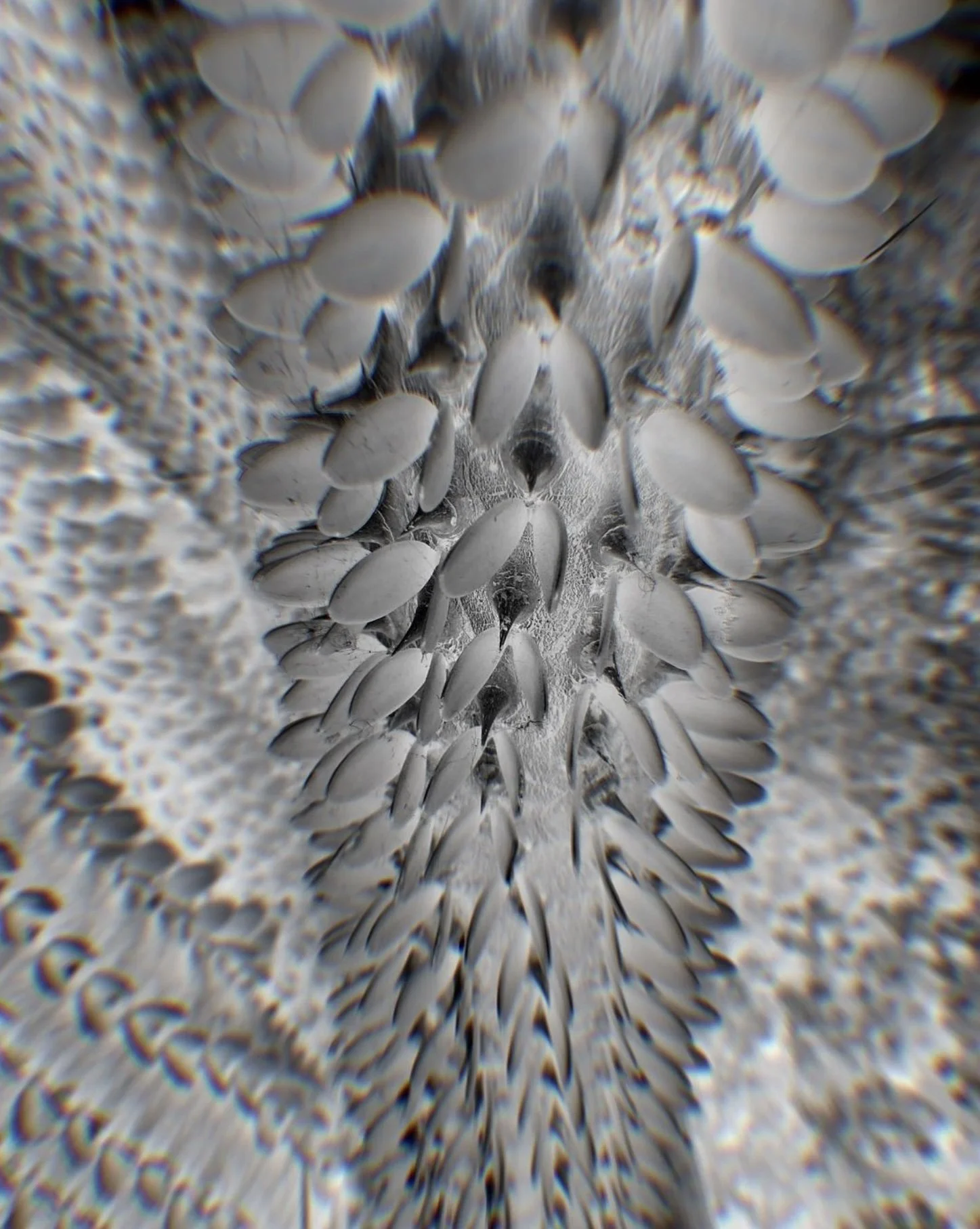 Close-up black and white image of overlapping scales on a reptile's skin, such as a snake or lizard.